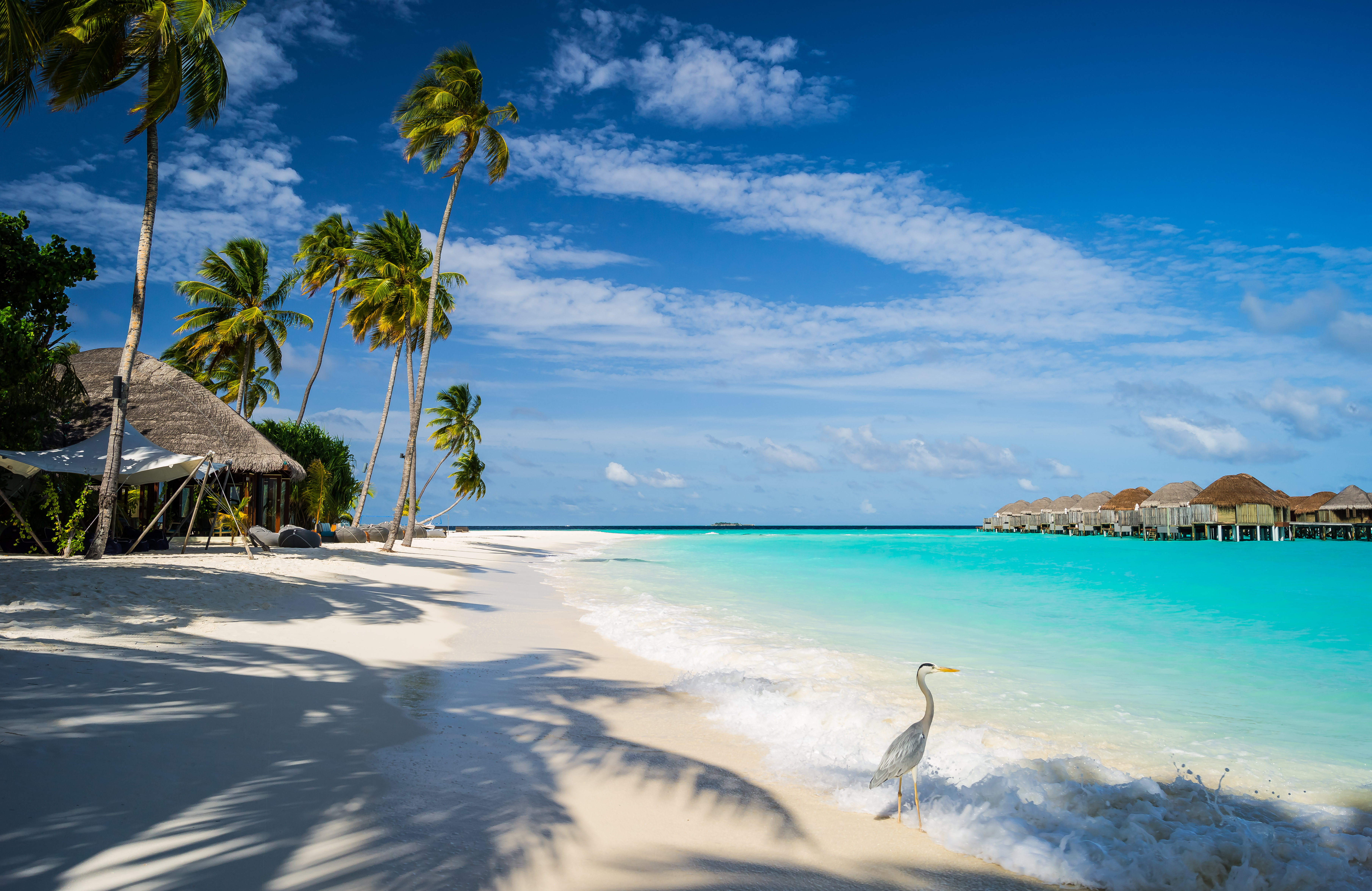 Constance Halaveli Resort Maldives Tropics Holiday Beach Sea Bird Resort Palm Tree Sky 7241x4704