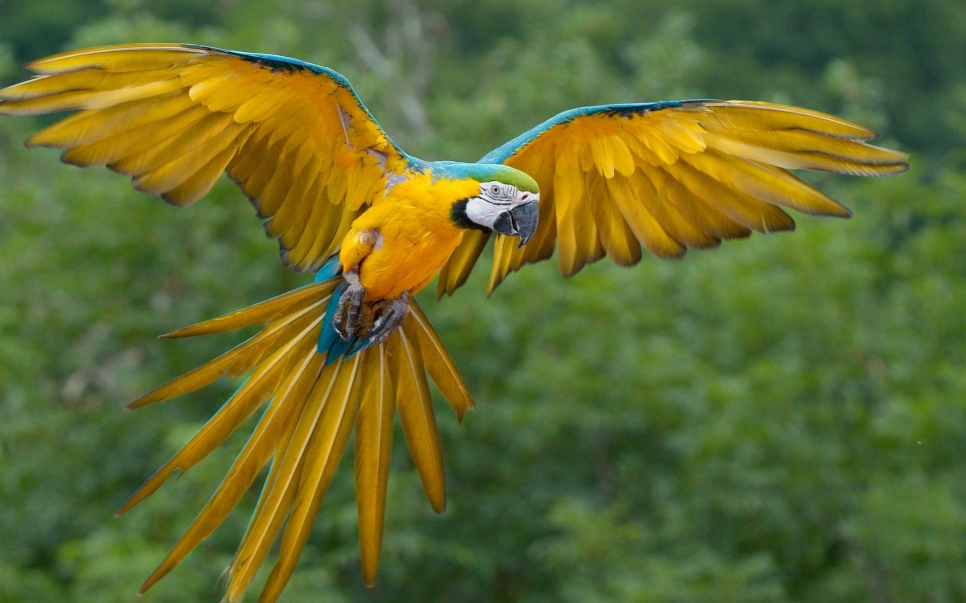 Macaws Birds Animals Parrot 1920x1200