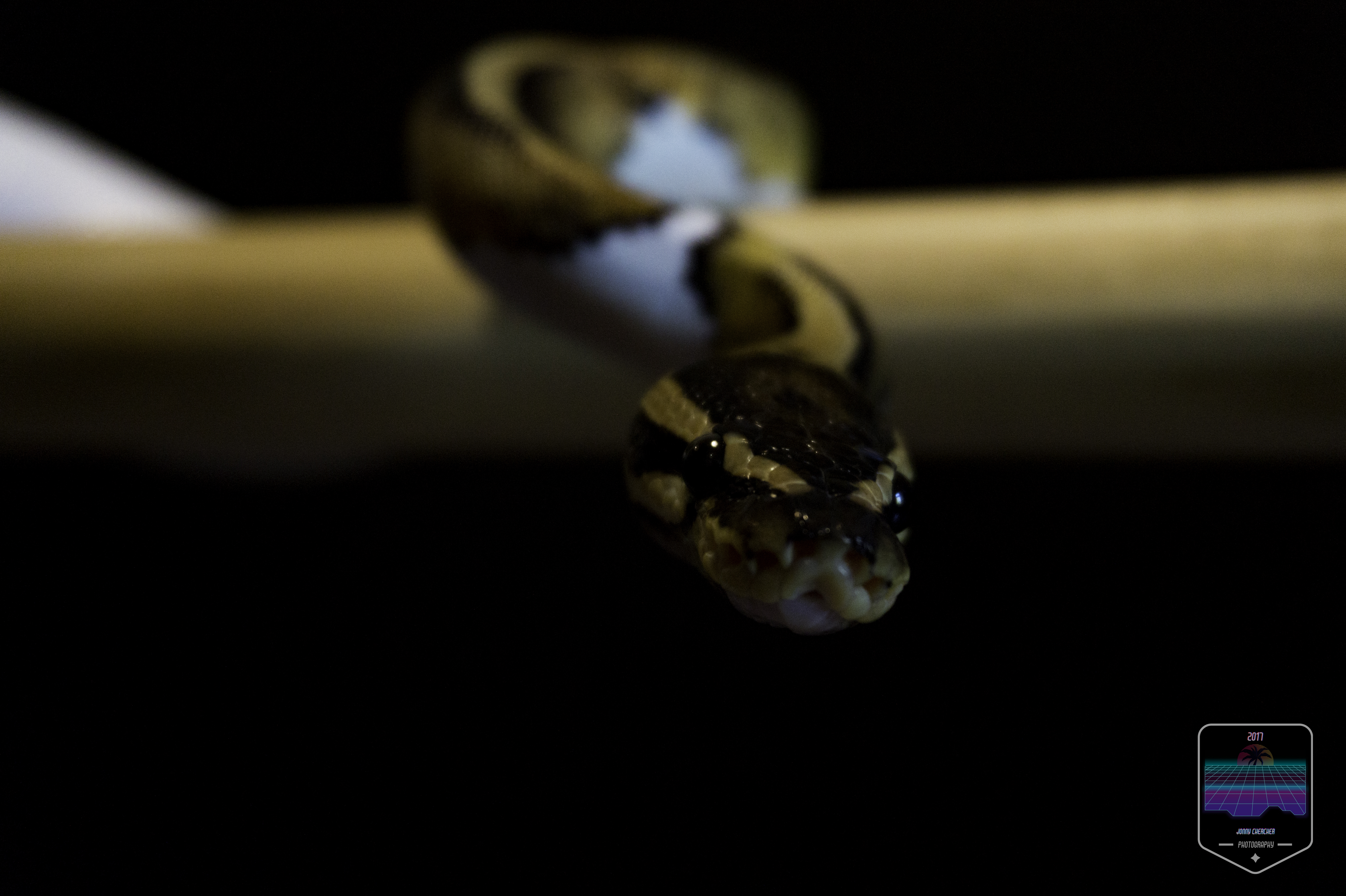 Snake Python Nature 5456x3632