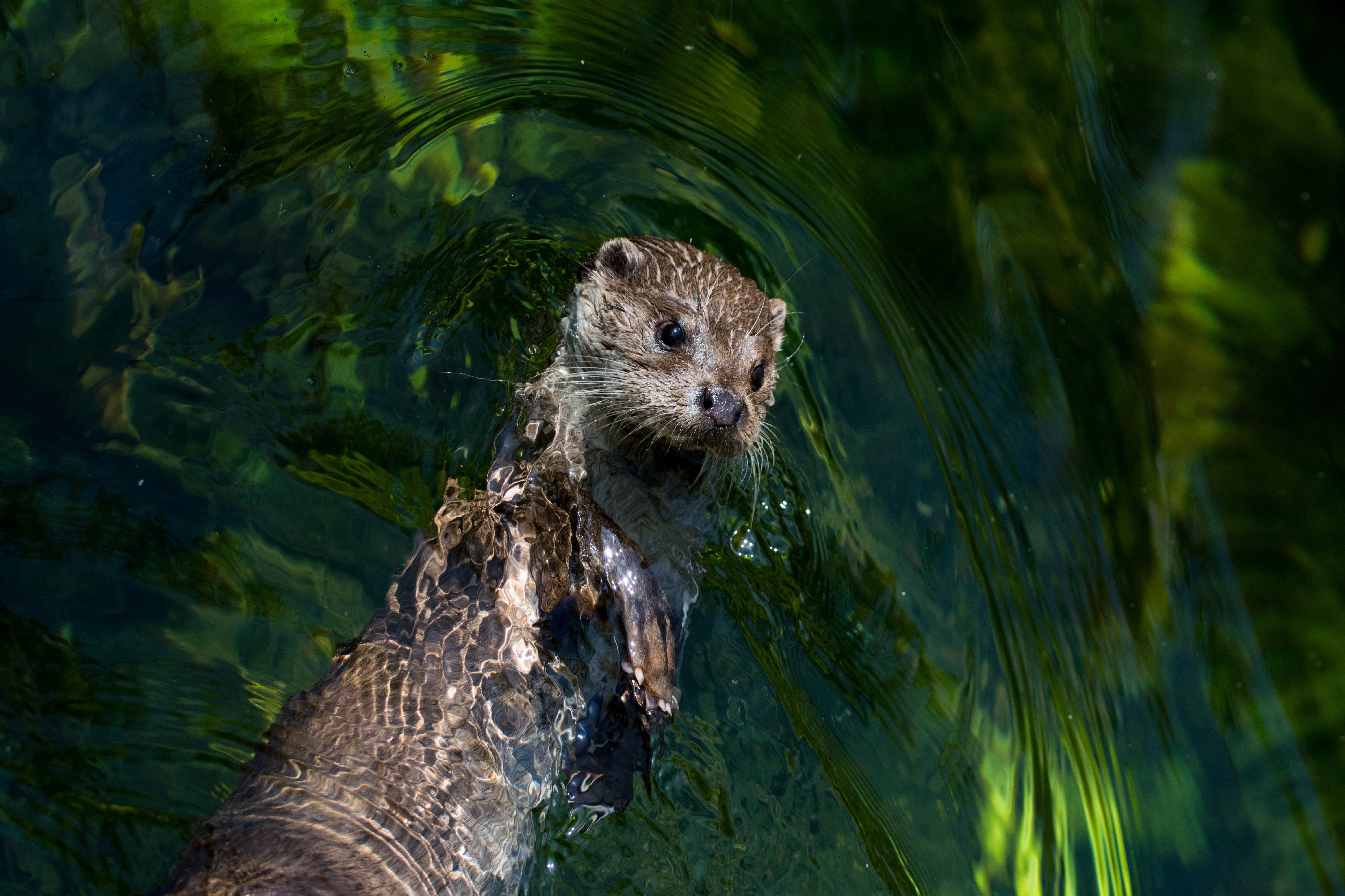 Animals Mammals Otters 6000x4000