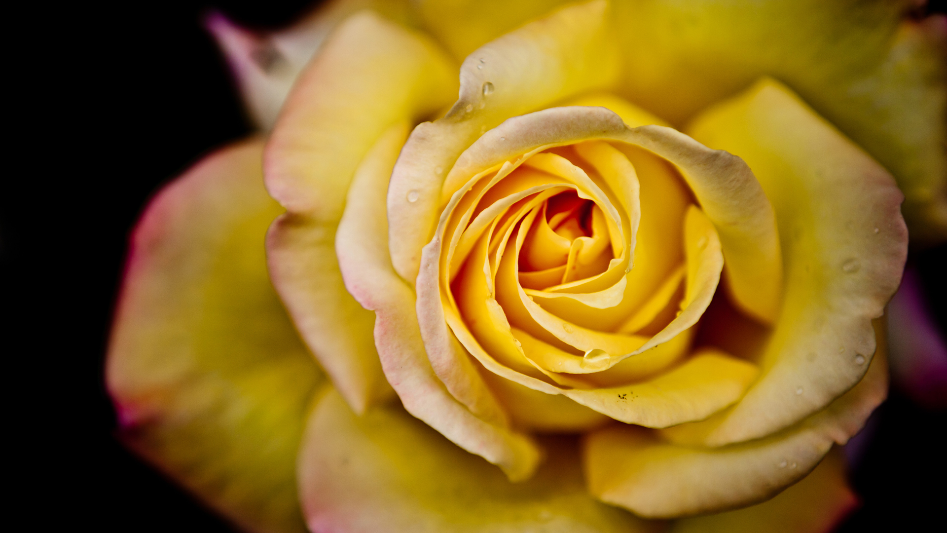 Flowers Rose Yellow Roses Closeup Depth Of Field 1920x1080