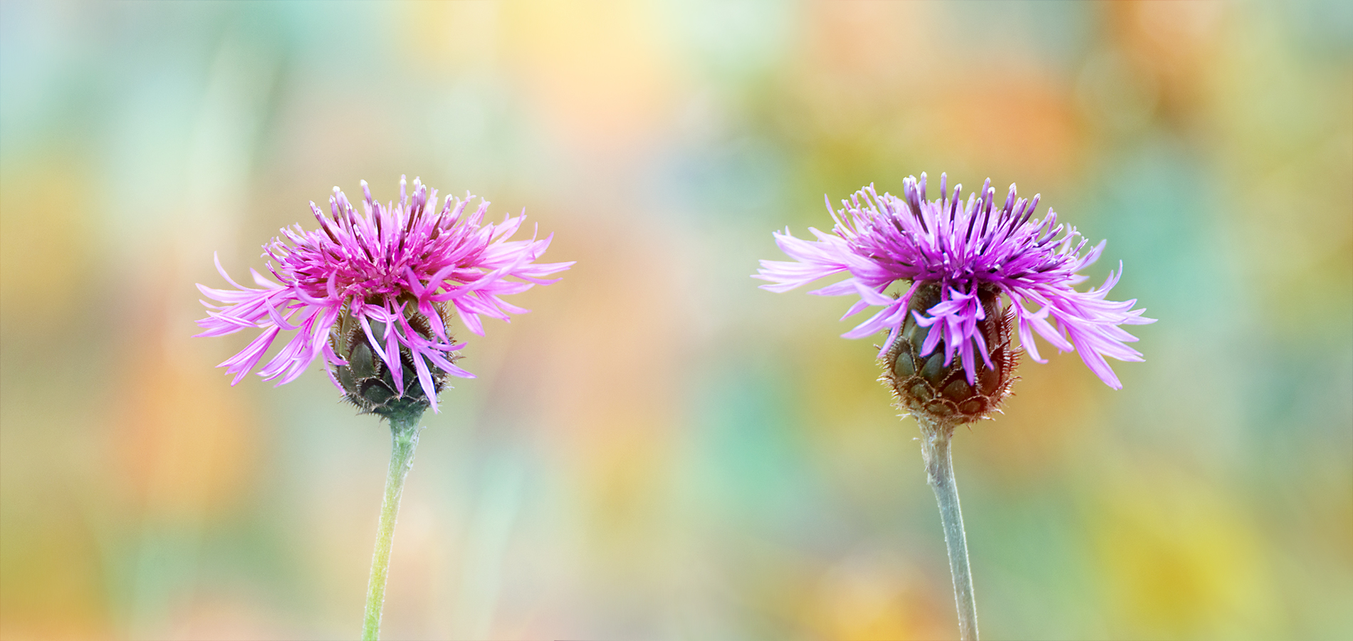 Earth Cornflower 1900x900