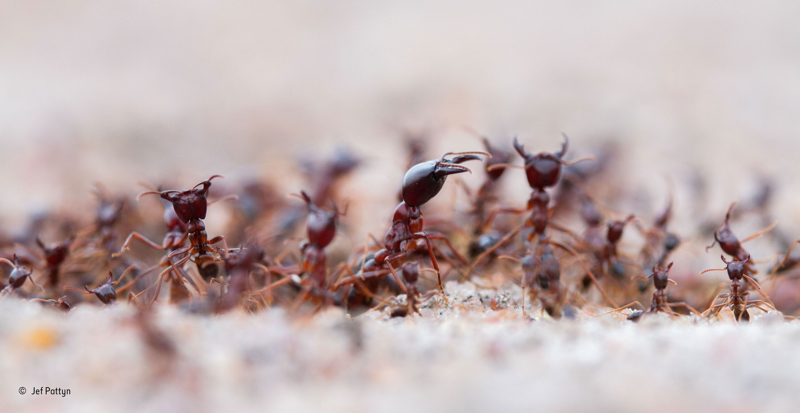 Animals Macro Ants Hymenoptera 2560x1321