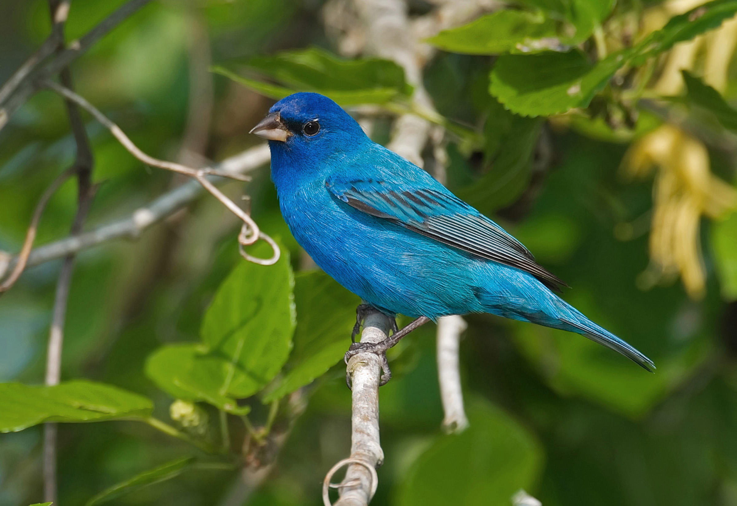Animal Bird Indigo Bunting Blue 2400x1649