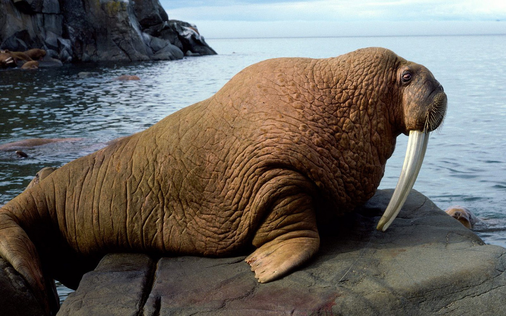 Animal Walrus 1680x1050