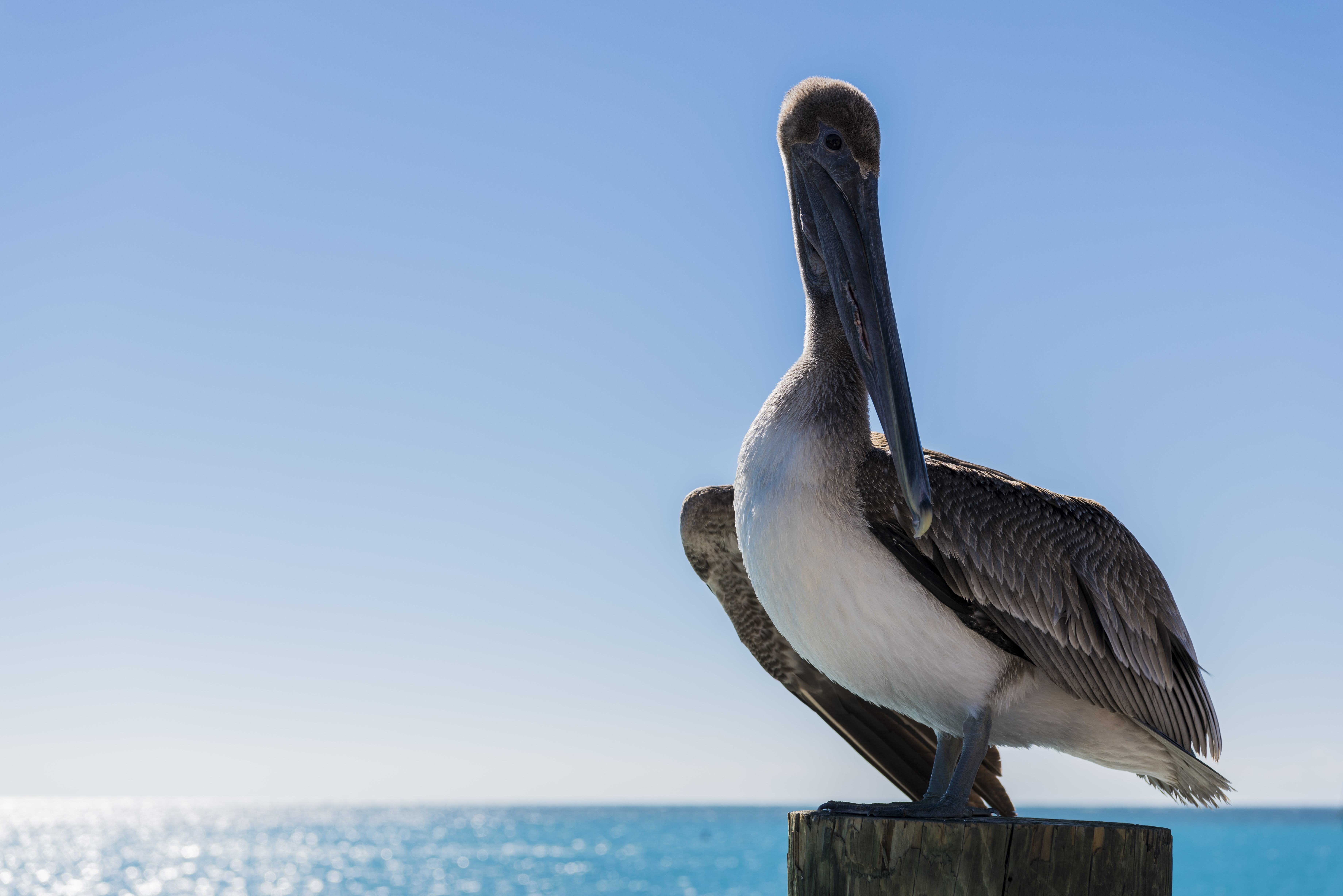 Pelicans Landscape Sea Birds Island 7360x4912