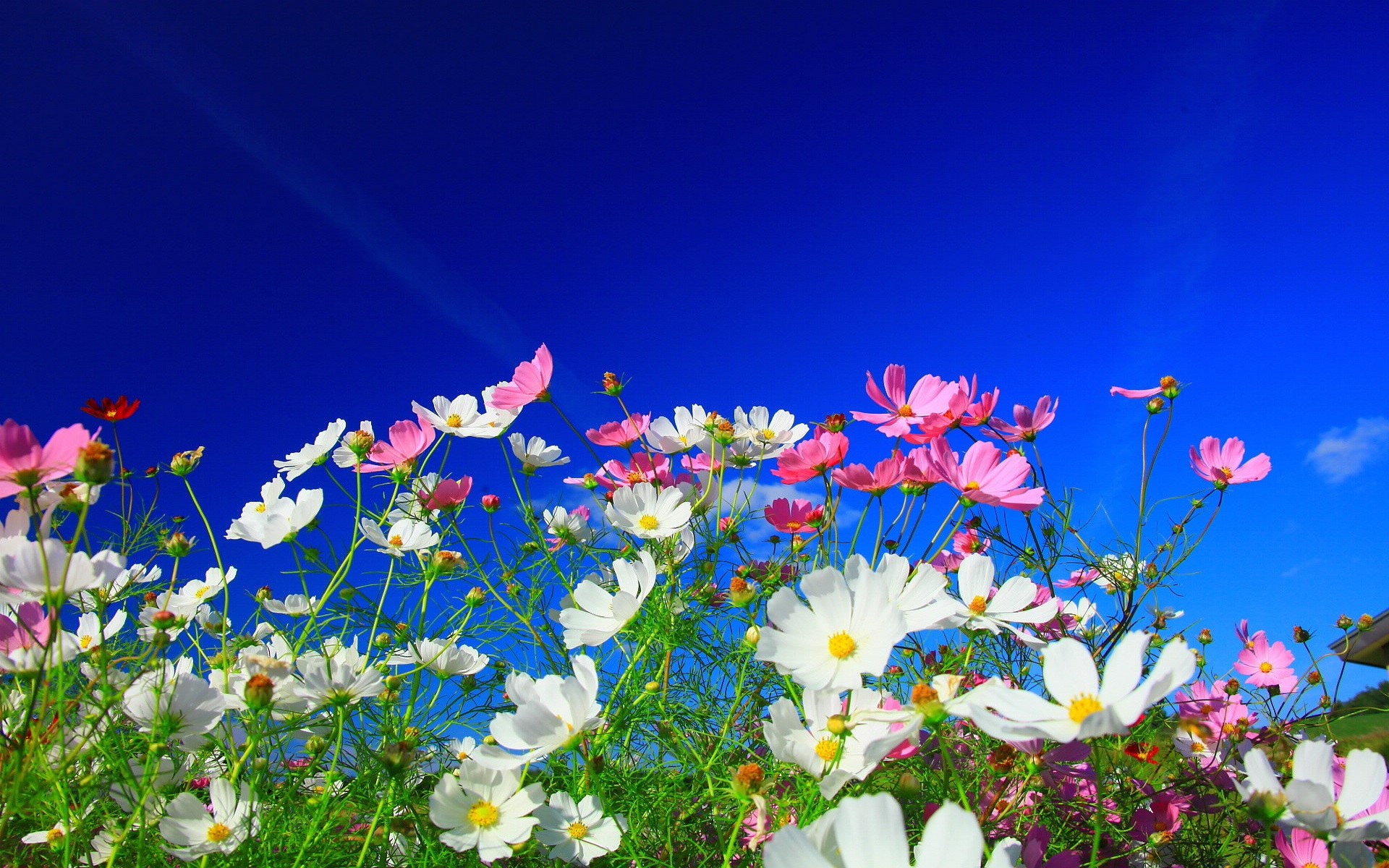 Flowers Nature White Flowers Pink Flowers Cosmos Flower Plants Colorful 1920x1200