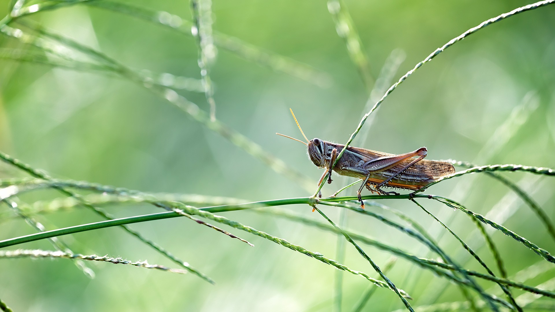 Green grasshopper seamless background 299248 Vector Art at Vecteezy