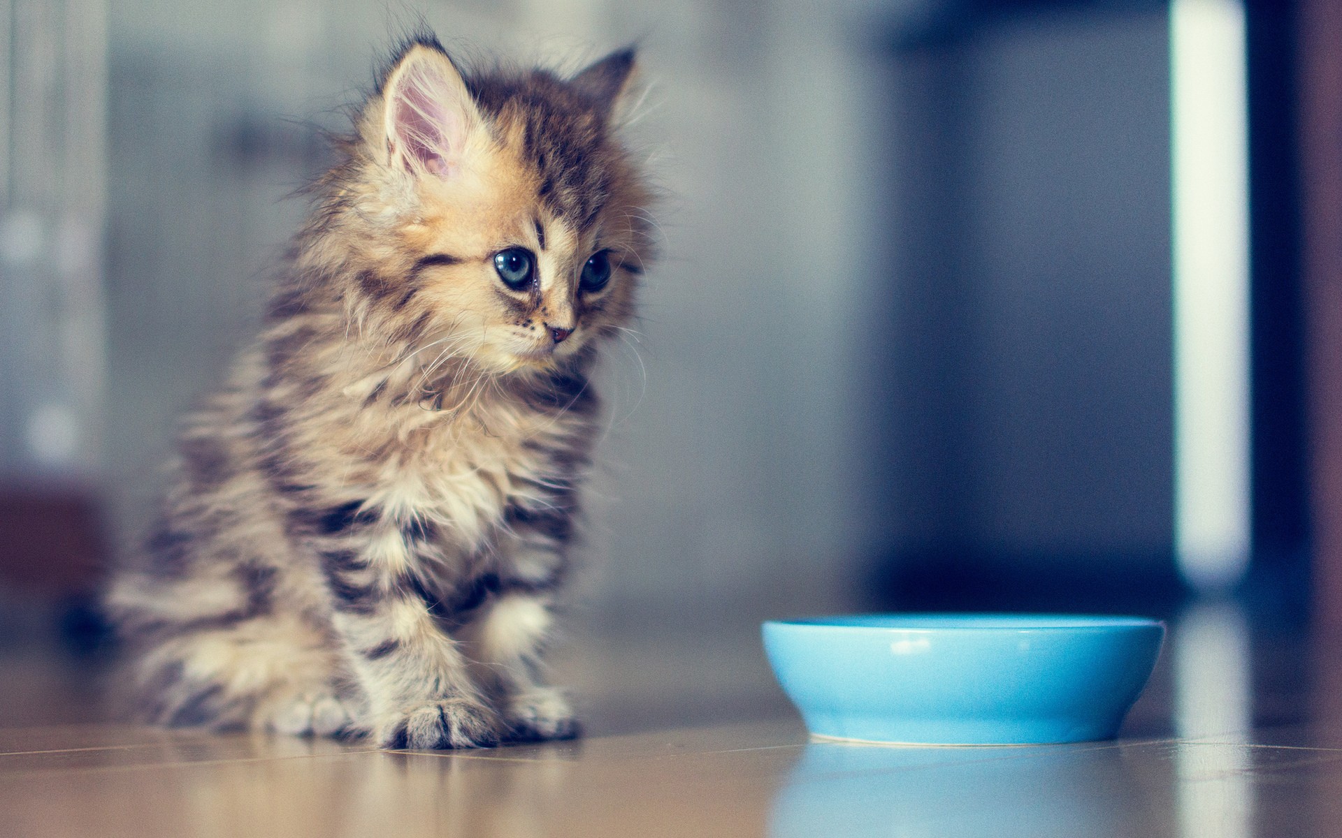 Kittens Ben Torode Animals Cats Bowls Baby Animals Cyan 1920x1200