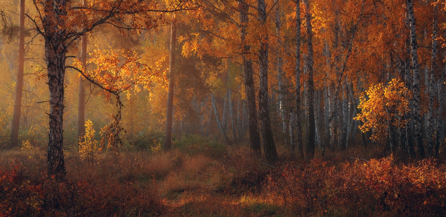Nature Landscape Fall Forest Amber Leaves Trees Morning Sunlight Shrubs 1850x900