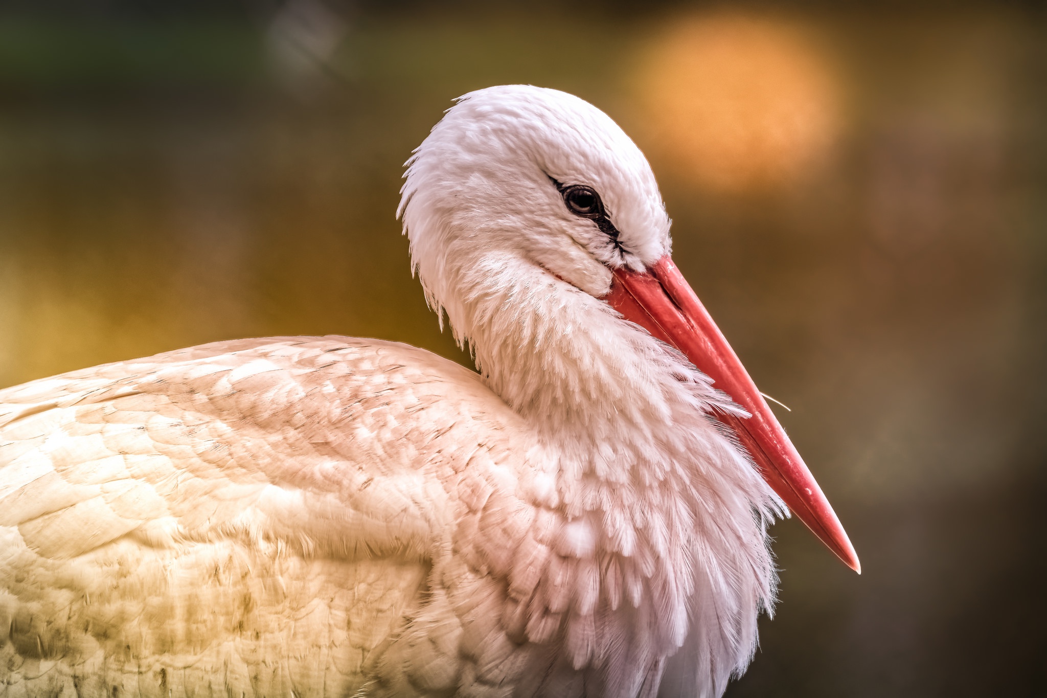 White Stork Stork Bird 2048x1365