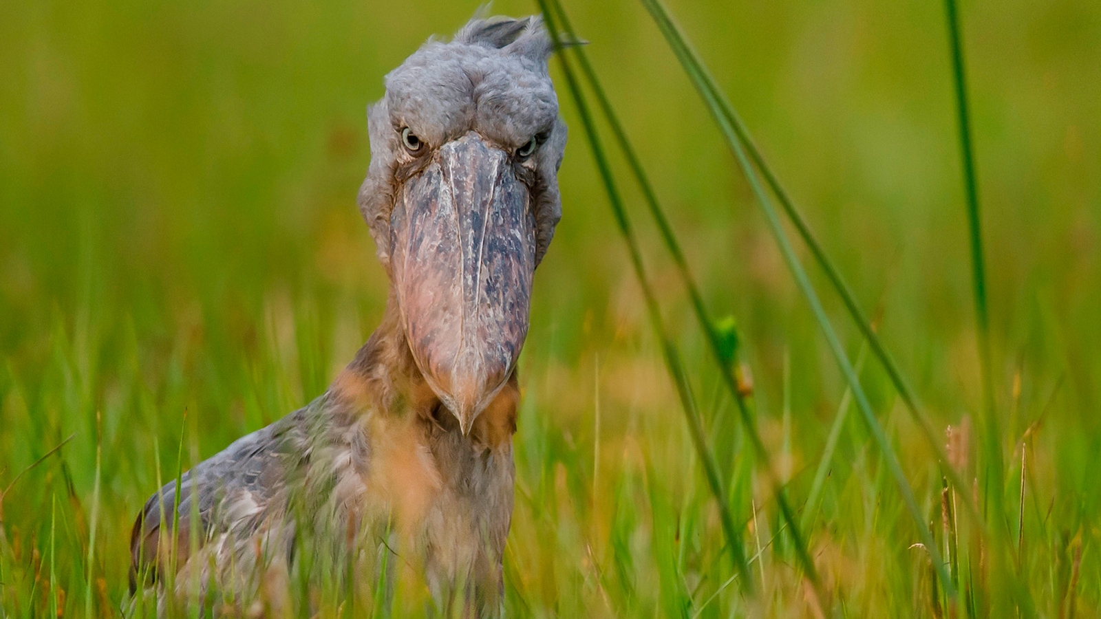 Animal Shoebill 1600x900