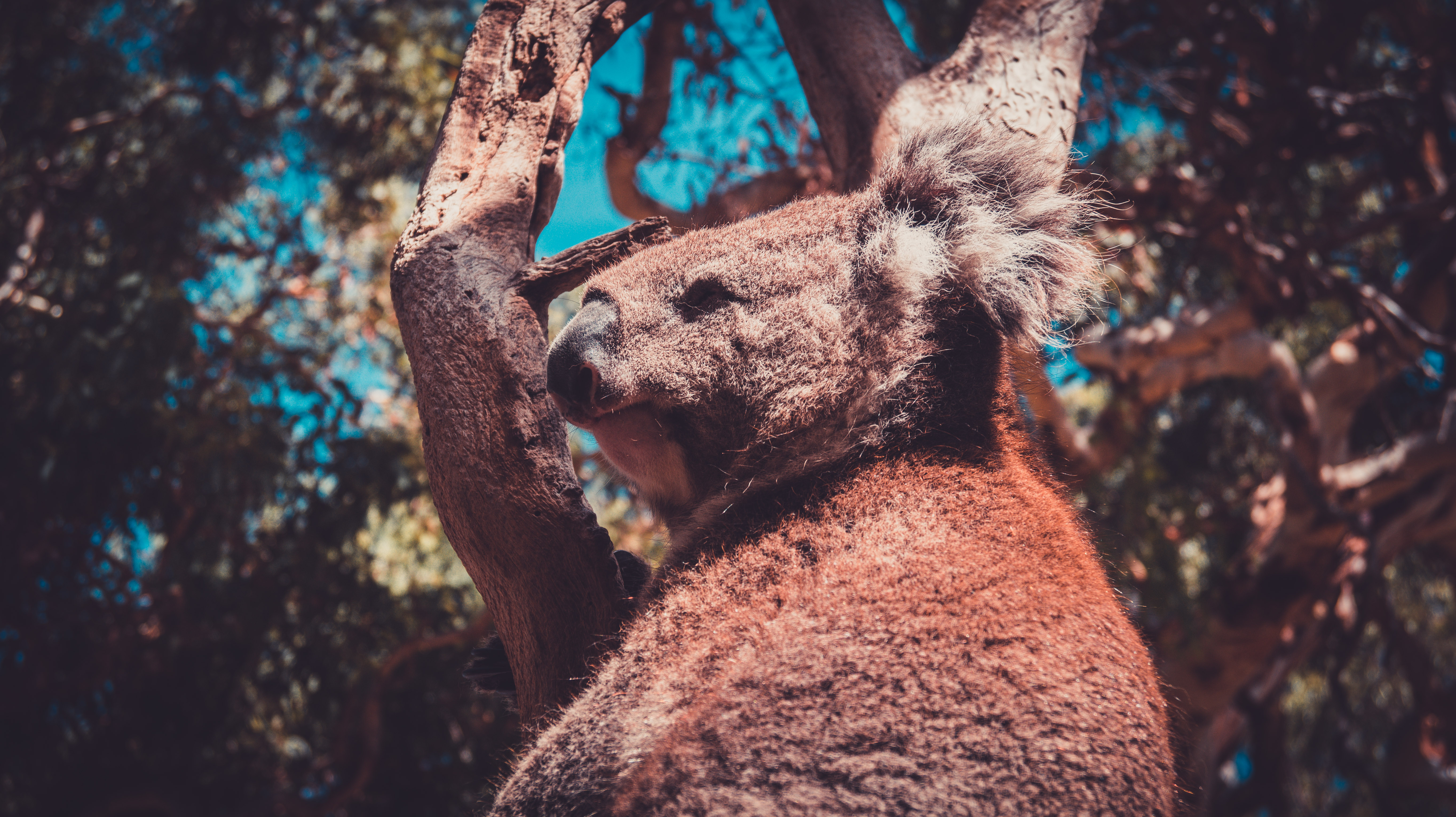 Animals Australia Koalas Trees Wildlife Nature 5456x3064