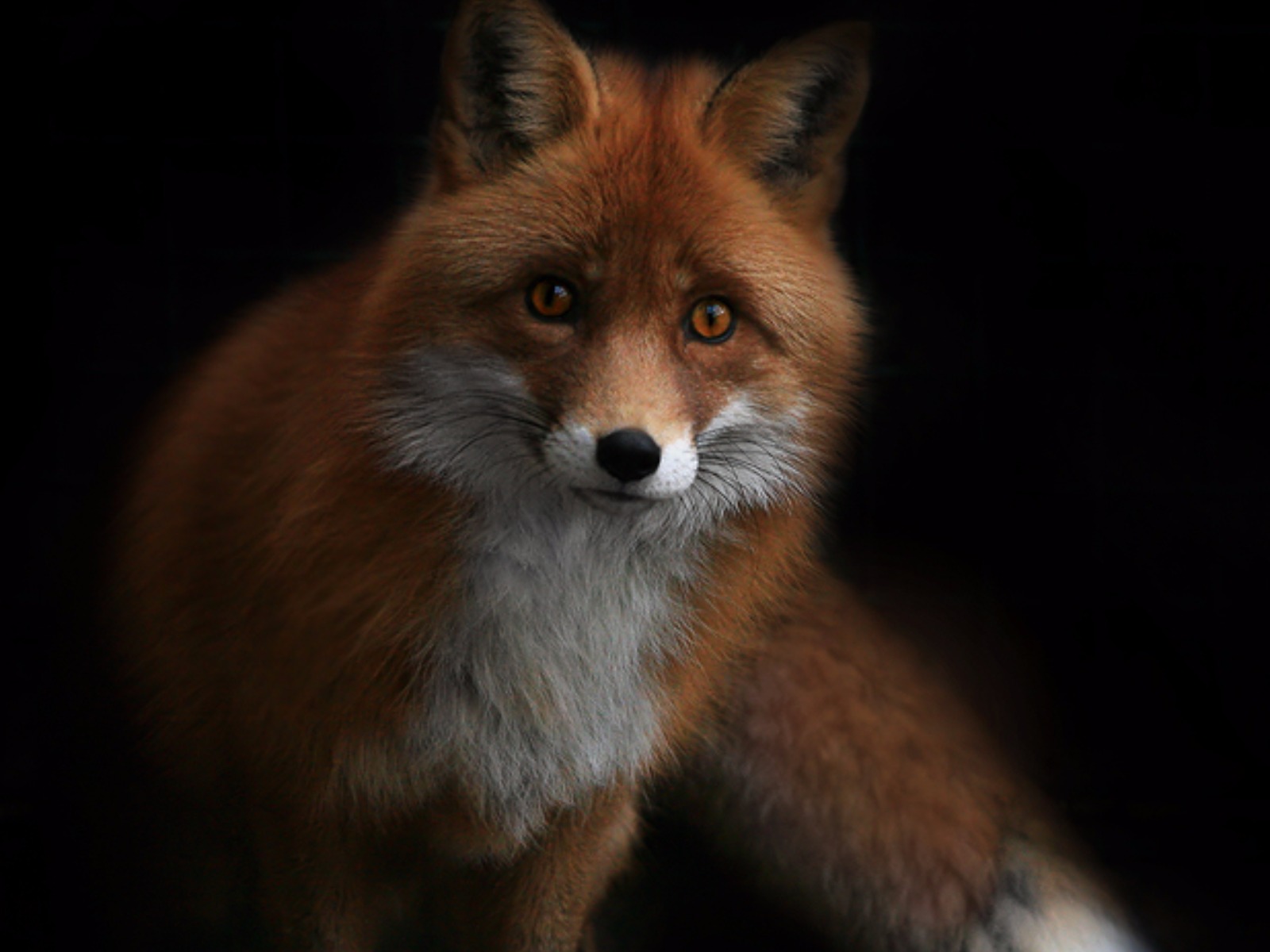 Fox Red Fox 1600x1200