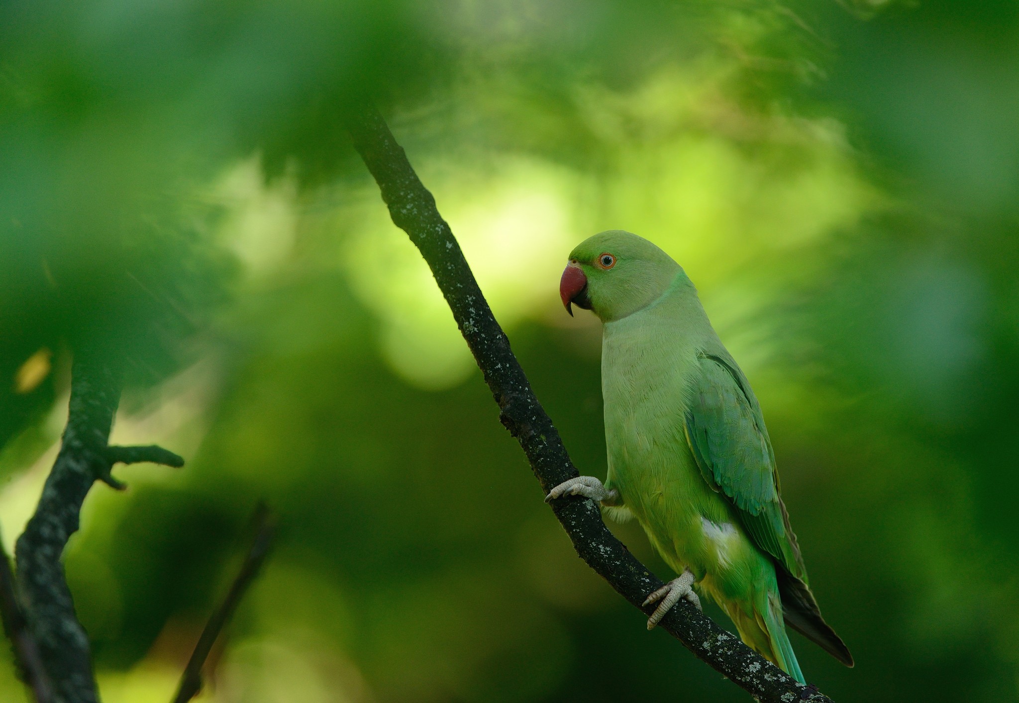 Macro Animals Parrot Birds Parakeets Green Depth Of Field 2048x1414