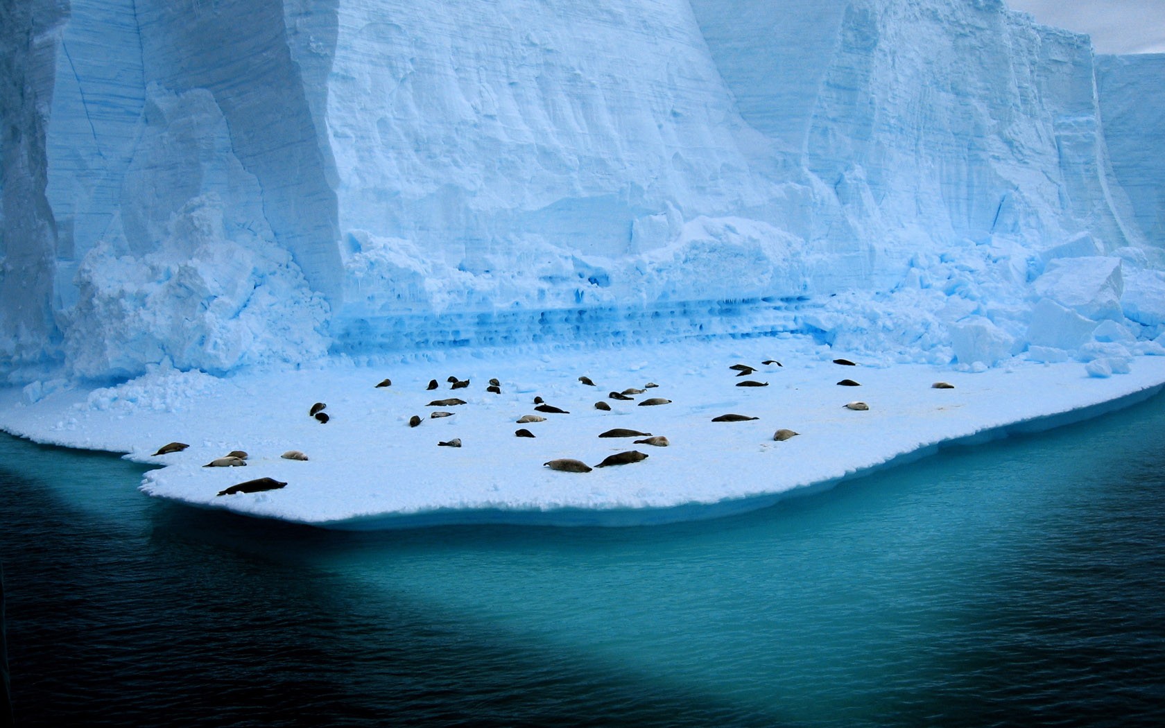 Ice Seals Iceberg Nature Sea Snow Animals 1680x1050
