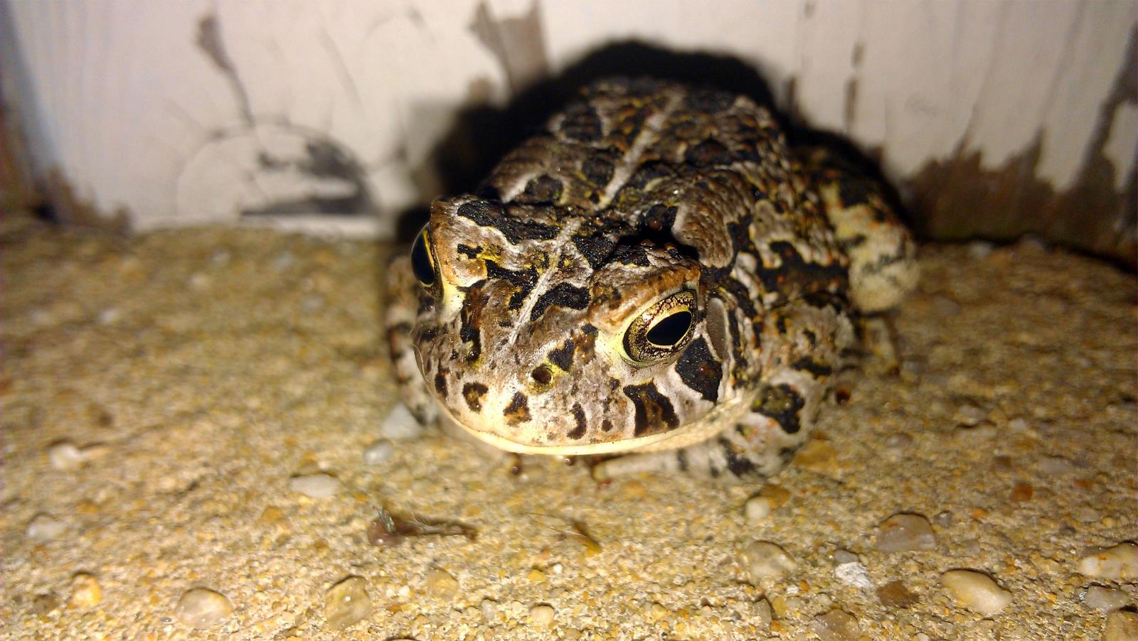 Animal Toad 1600x902