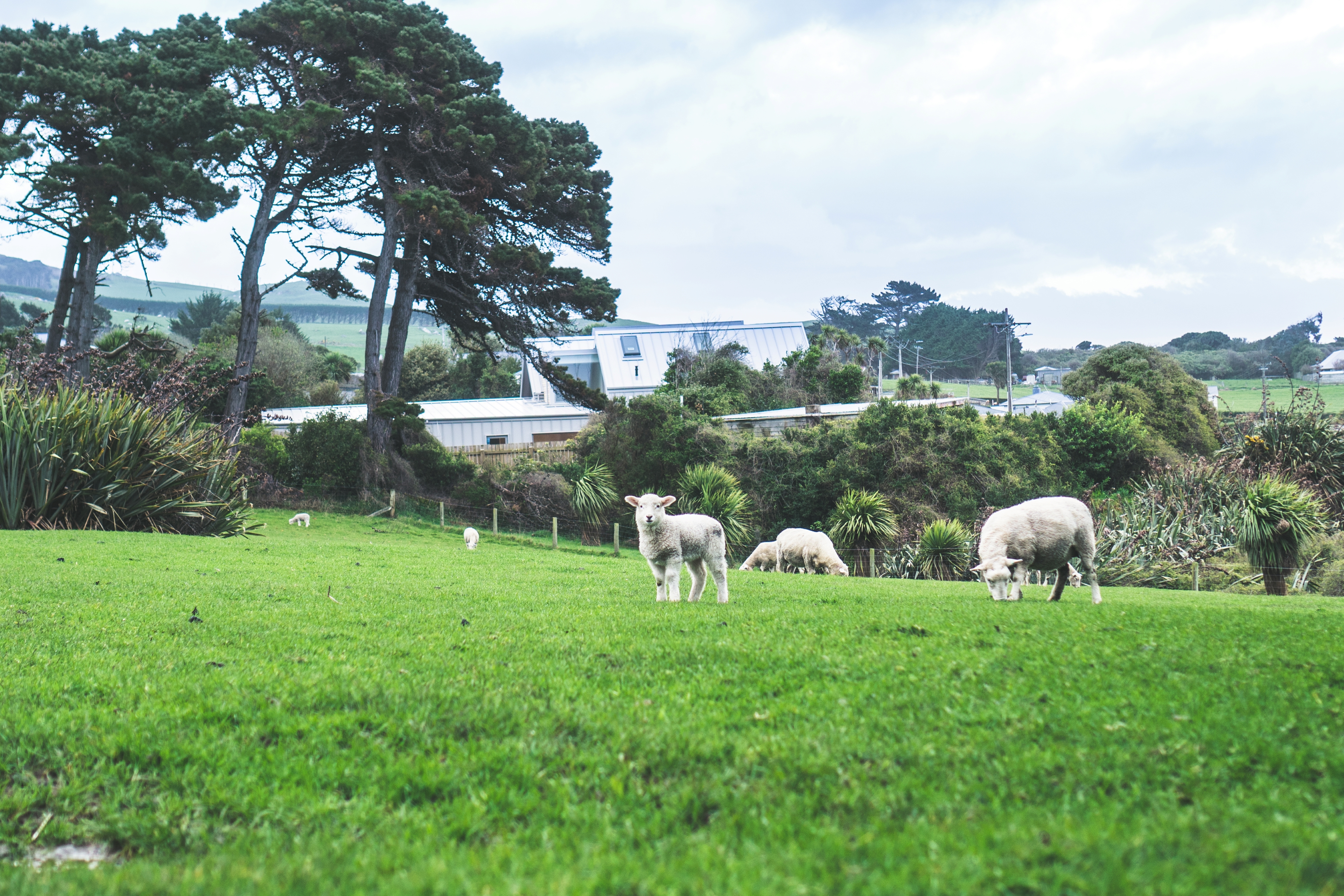 Animal Farm Sheep Nature Landscape New Zealand Trees Rock 3840x2560