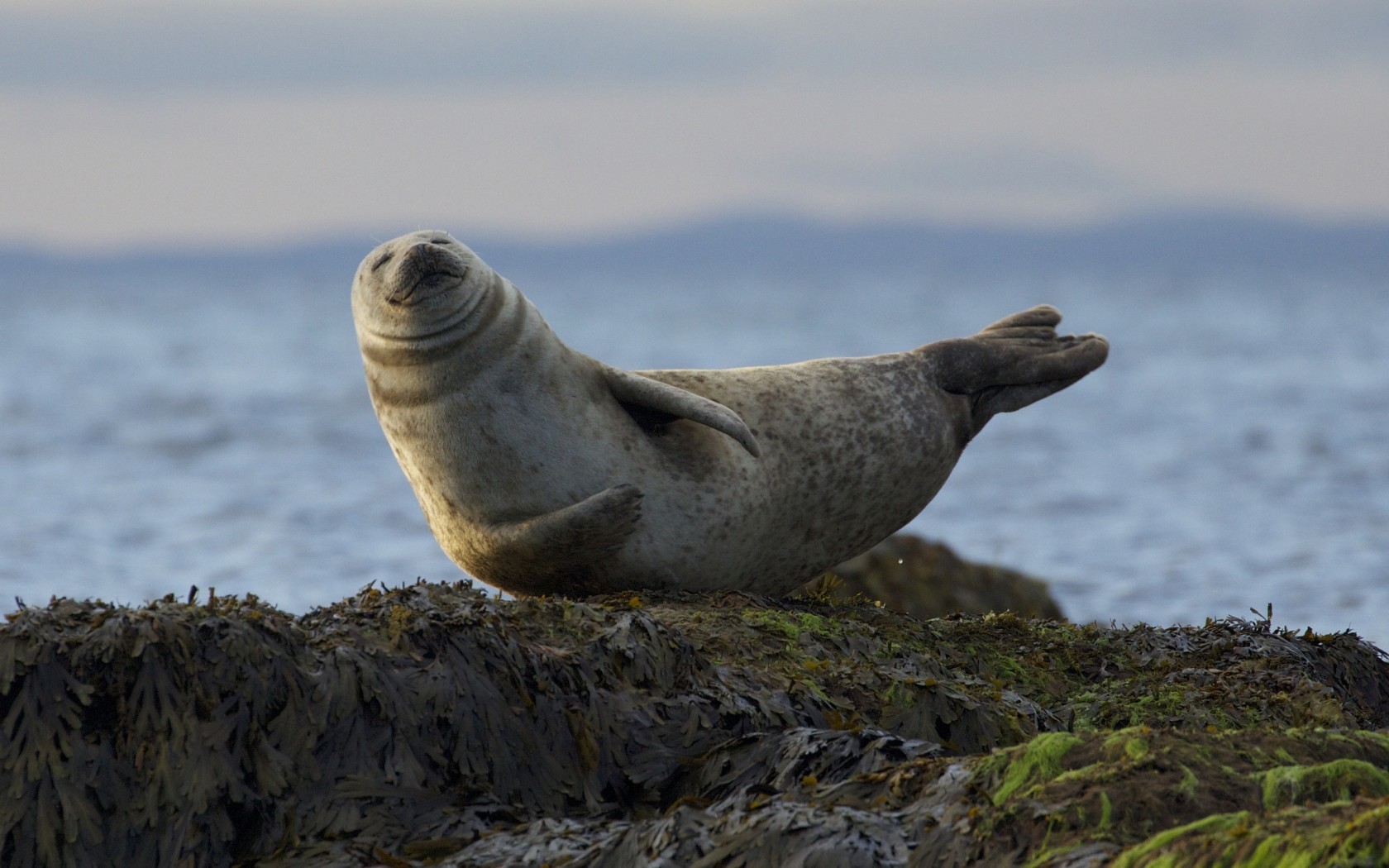 Seals Animals Mammals 1680x1050