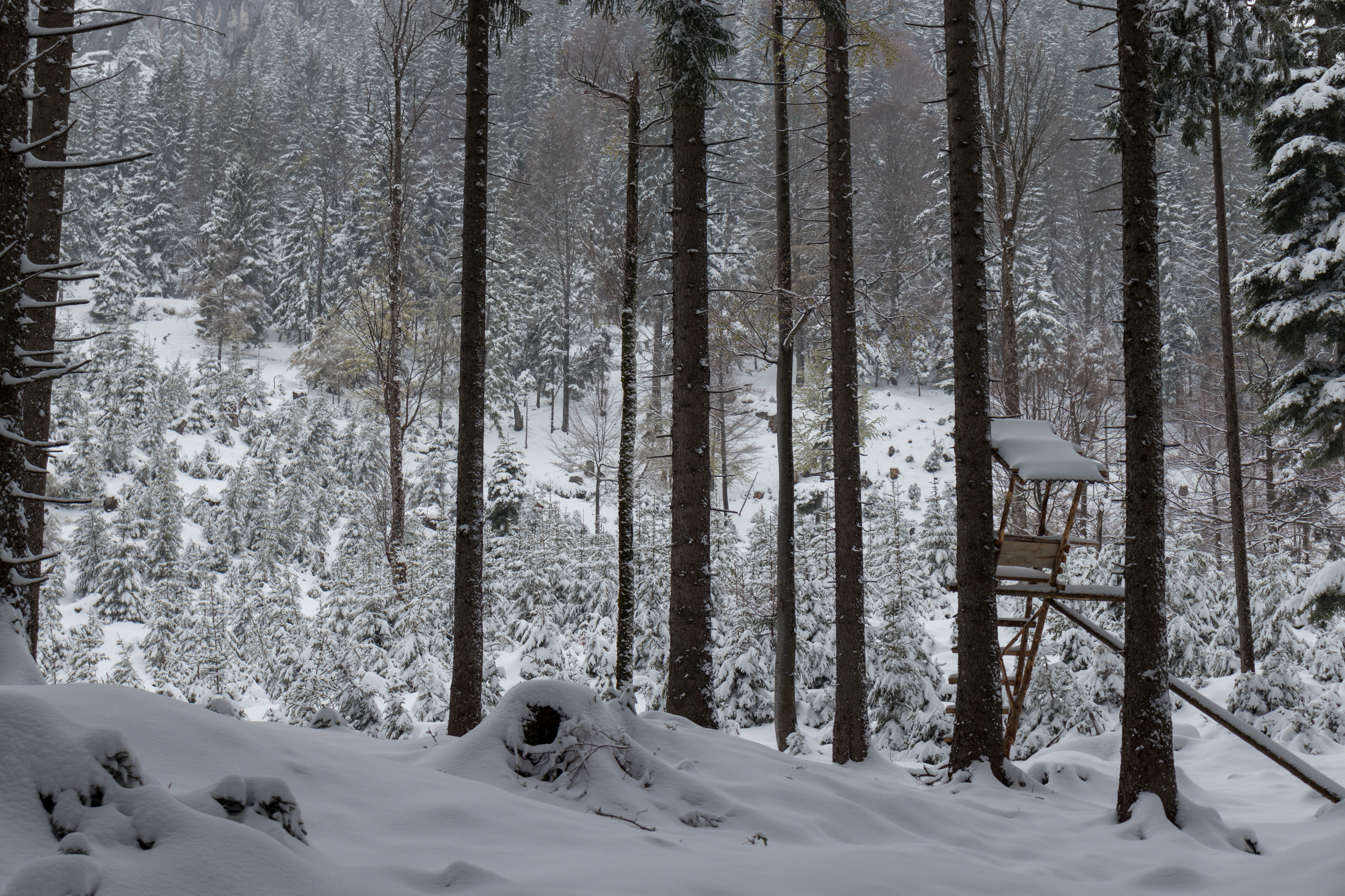 Snow Fir Tree Landscape Hunterstood Winter 6000x4000