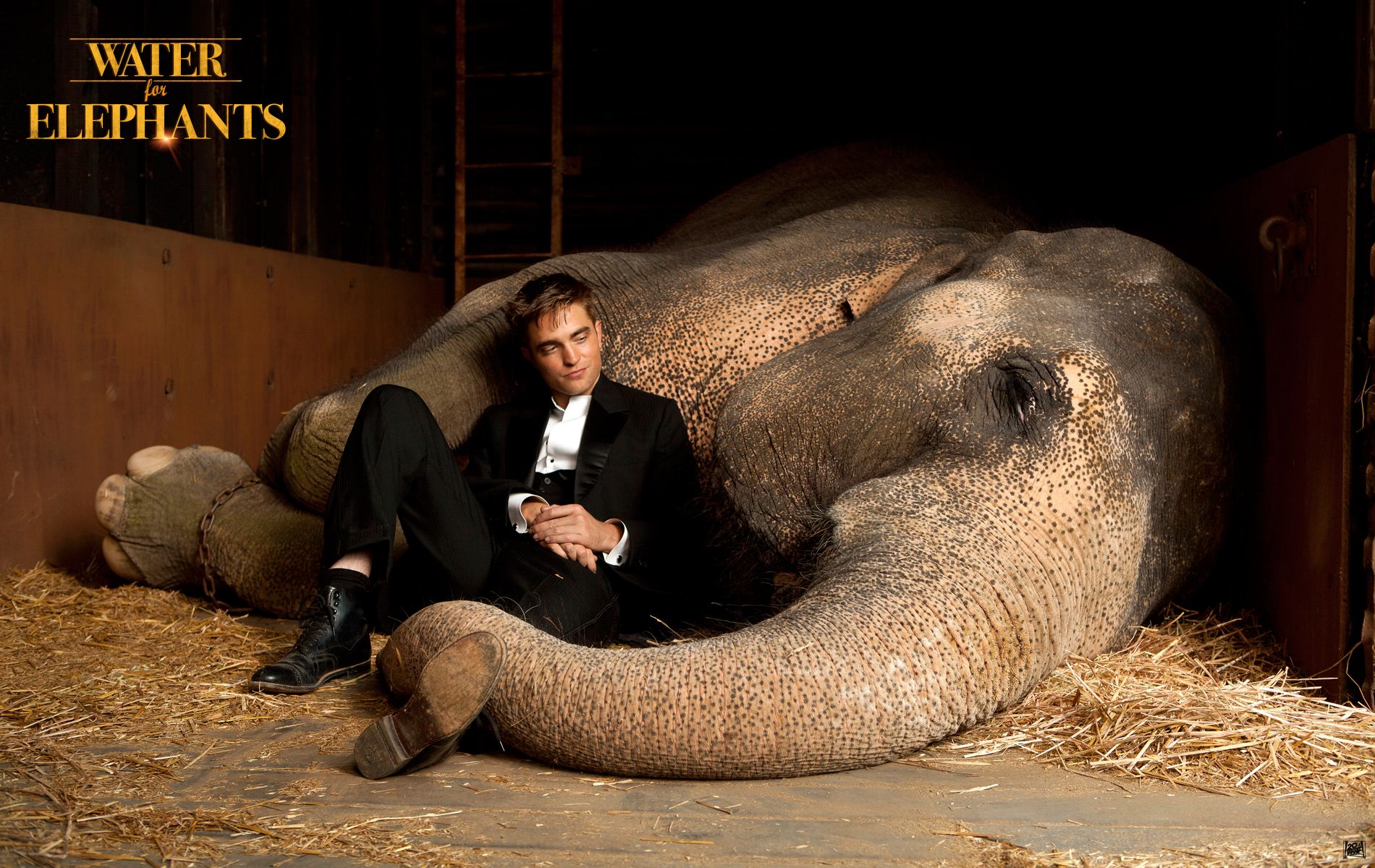 Elephant Robert Pattinson 1900x1200