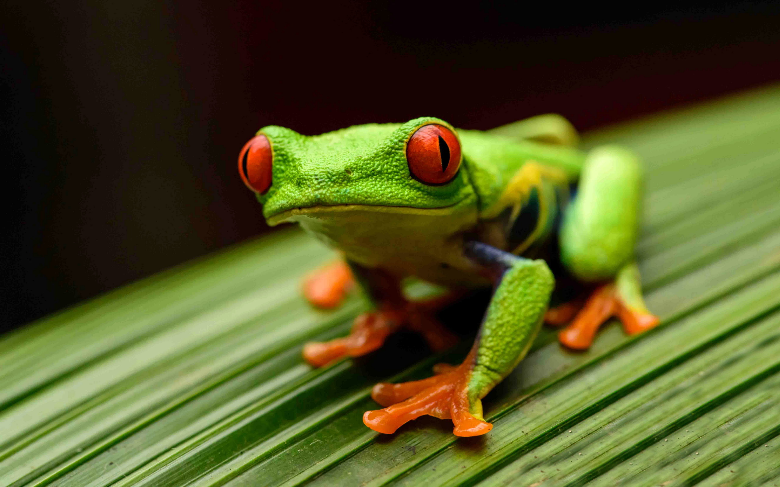 Animal Red Eyed Tree Frog 2560x1600