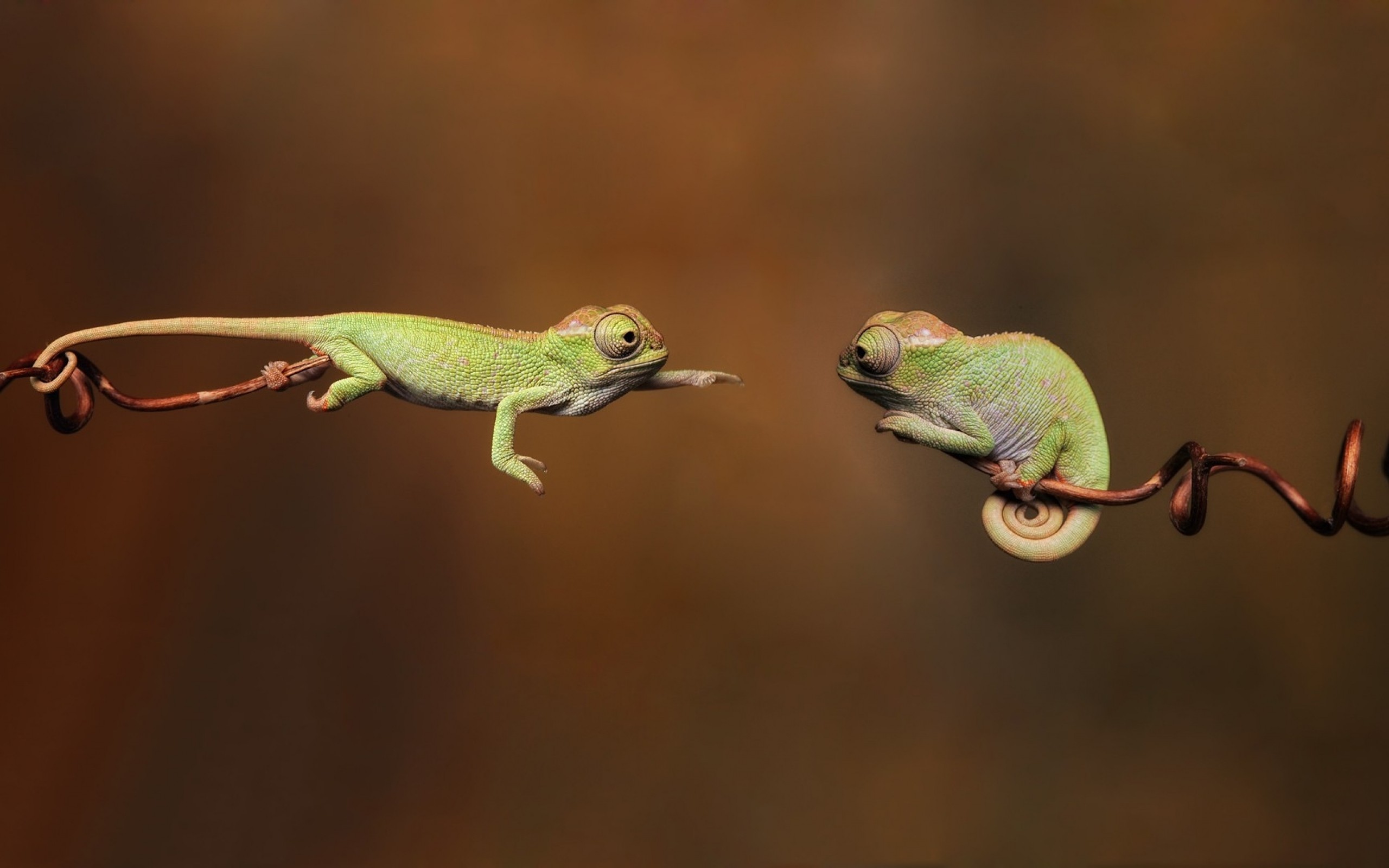 Animals Chameleons Reptiles Branch 2560x1600