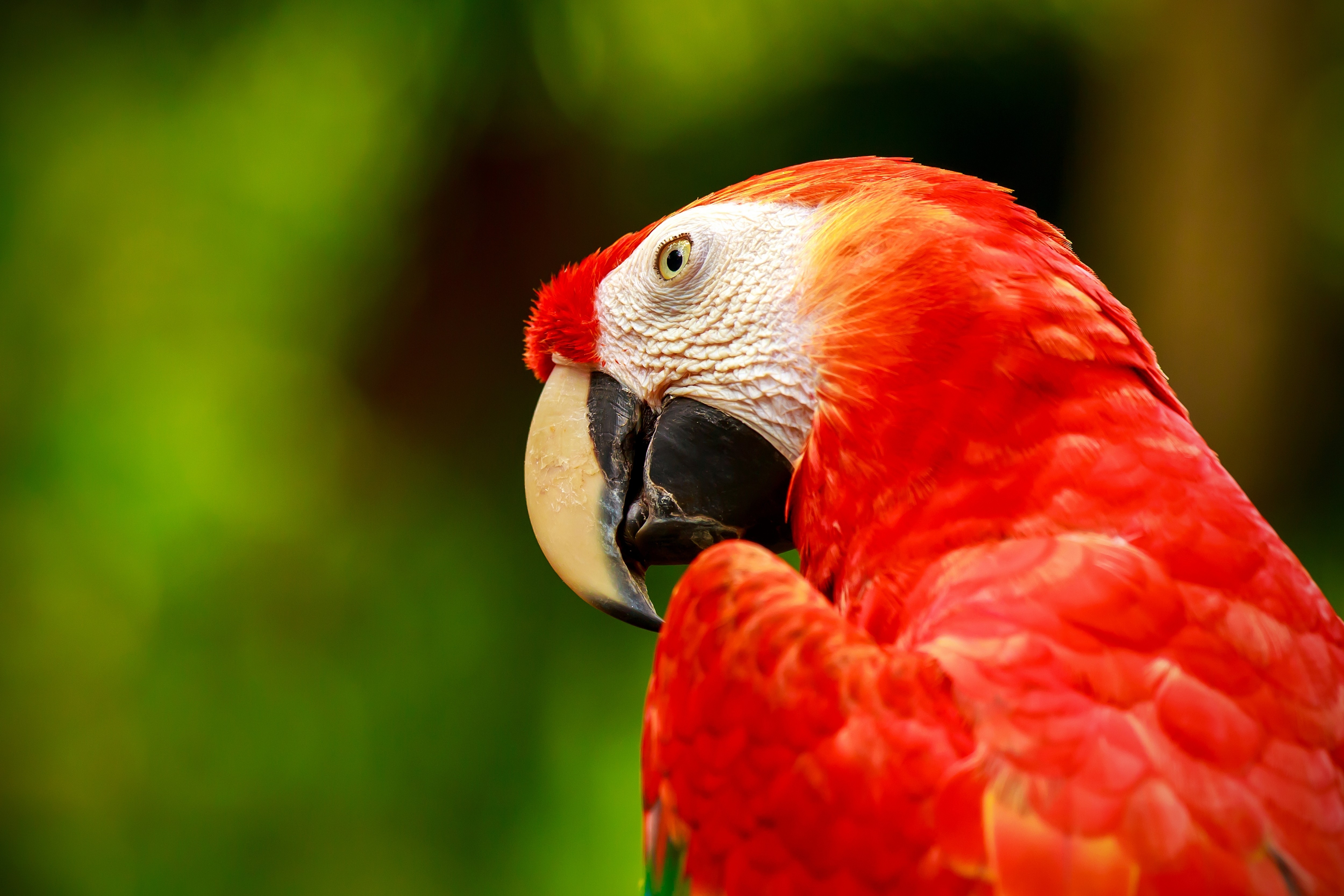 Animals Birds Parrot Macaws 5000x3334