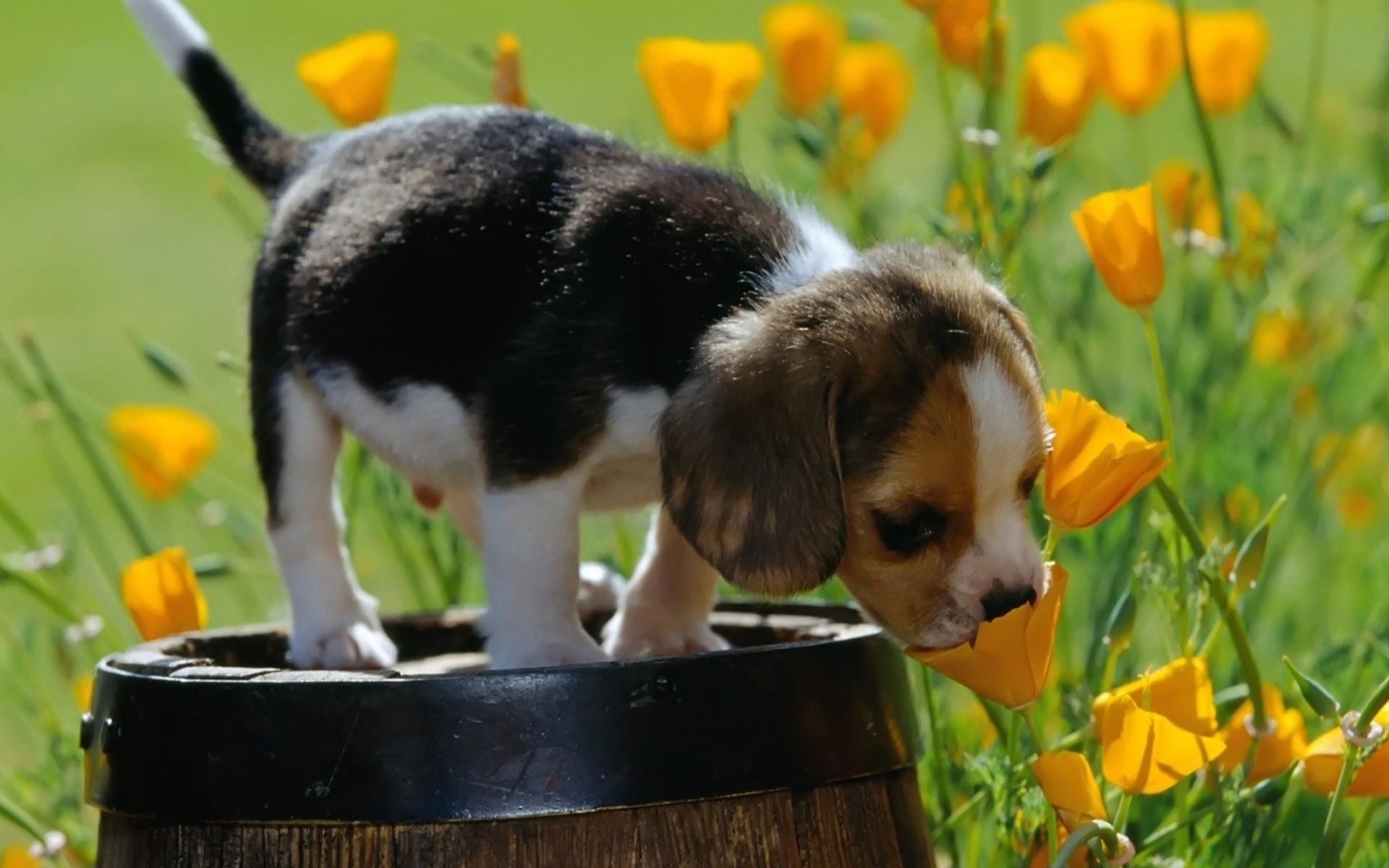 Nature Animals Baby Animals Puppies Dog Yellow Flowers Field Barrels Beagles 1920x1200