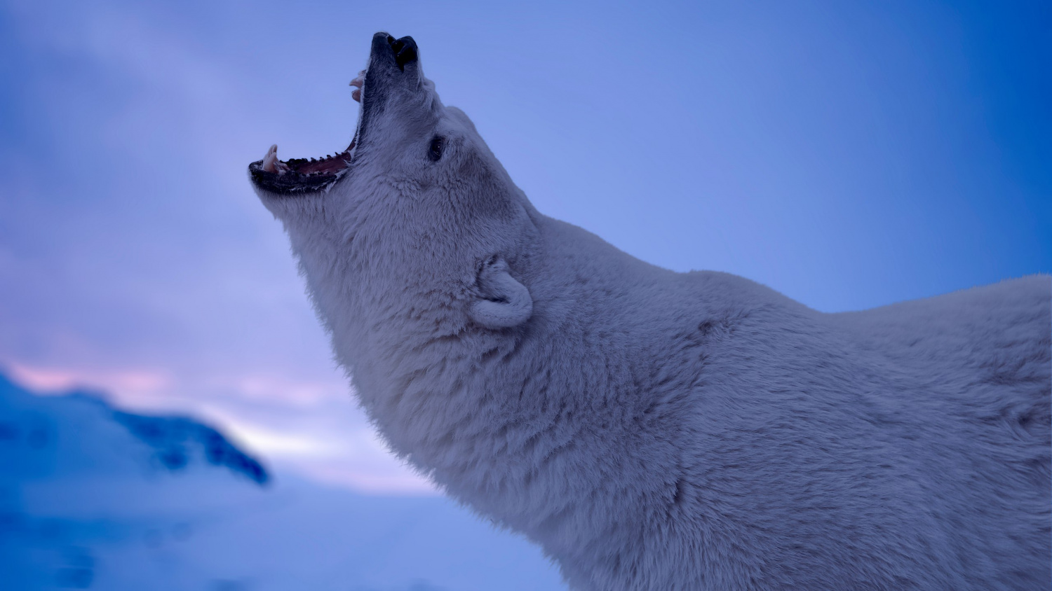 Nature Animals Fangs Polar Bears Wildlife Arctic Snow Roar Depth Of Field 1500x844