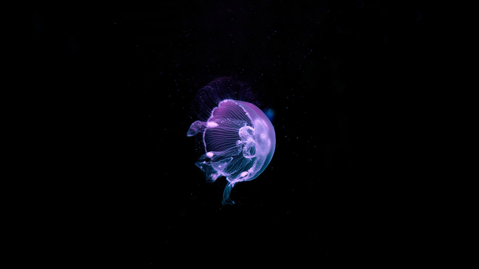 Water Underwater Nature Animals Sea Jellyfish Dark Black Background Deep Sea 1600x900