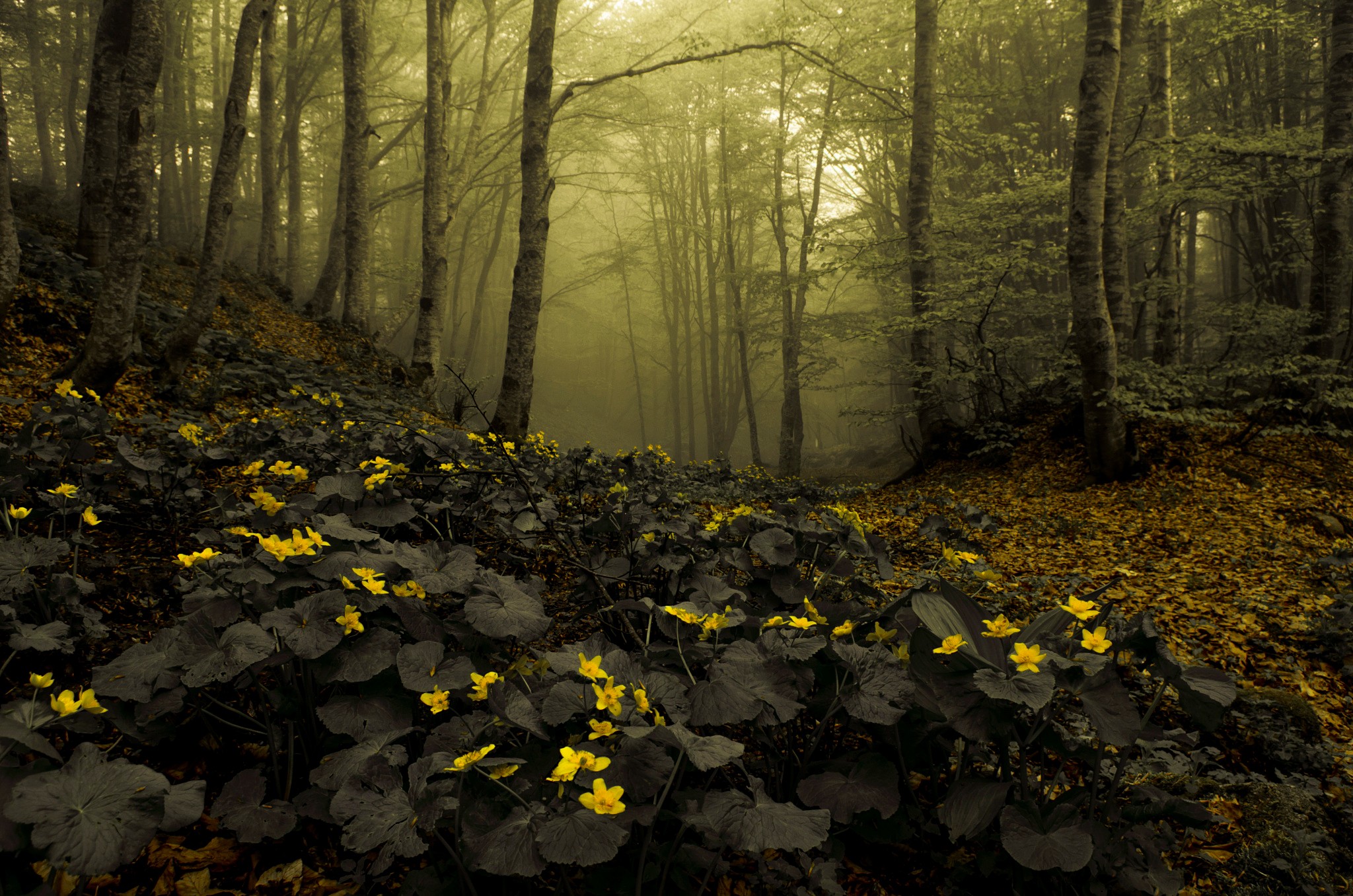 Nature Forest Mist Deep Forest Flowers Brown 2048x1356