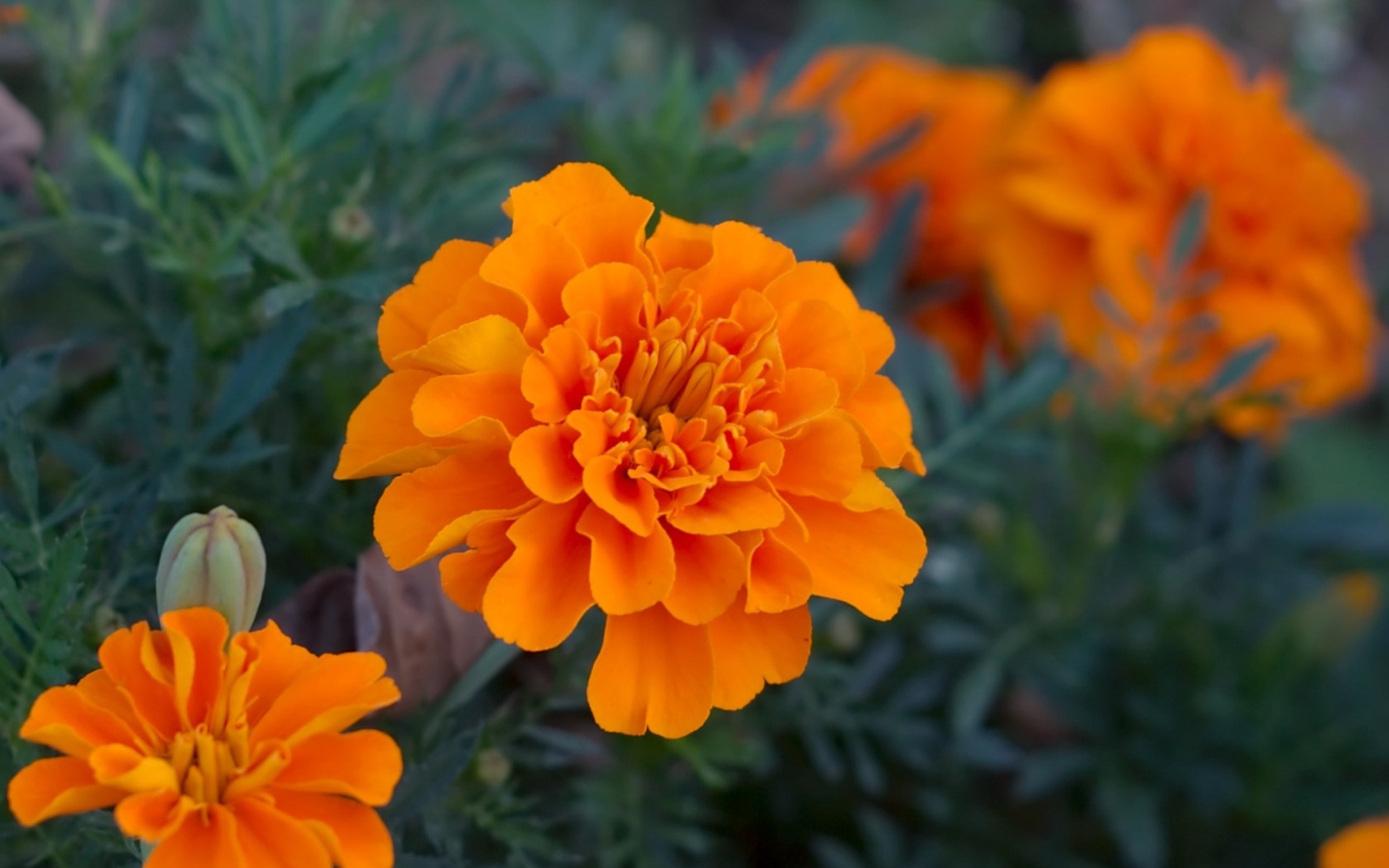 Flower Orange Flower 1920x1200