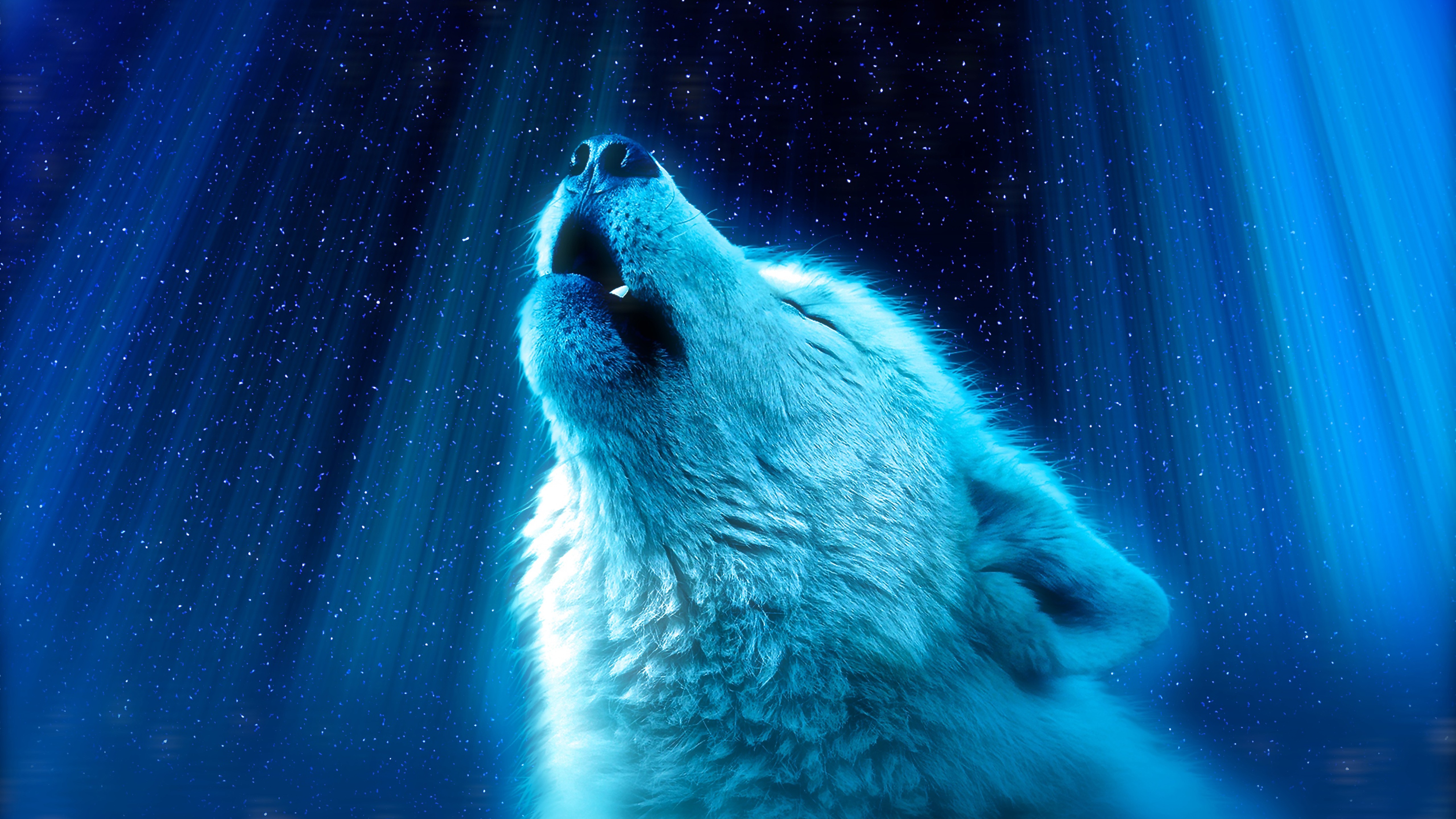 Wolf White Artwork Howling Blue Background Animals 5120x2880
