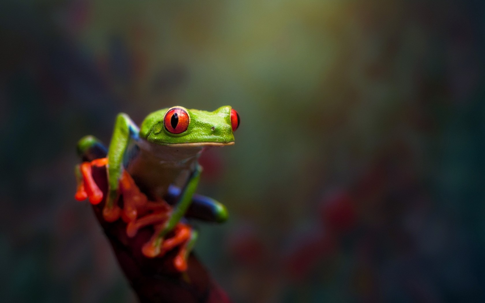 Animals Frog Amphibian Red Eyed Tree Frogs 1680x1050