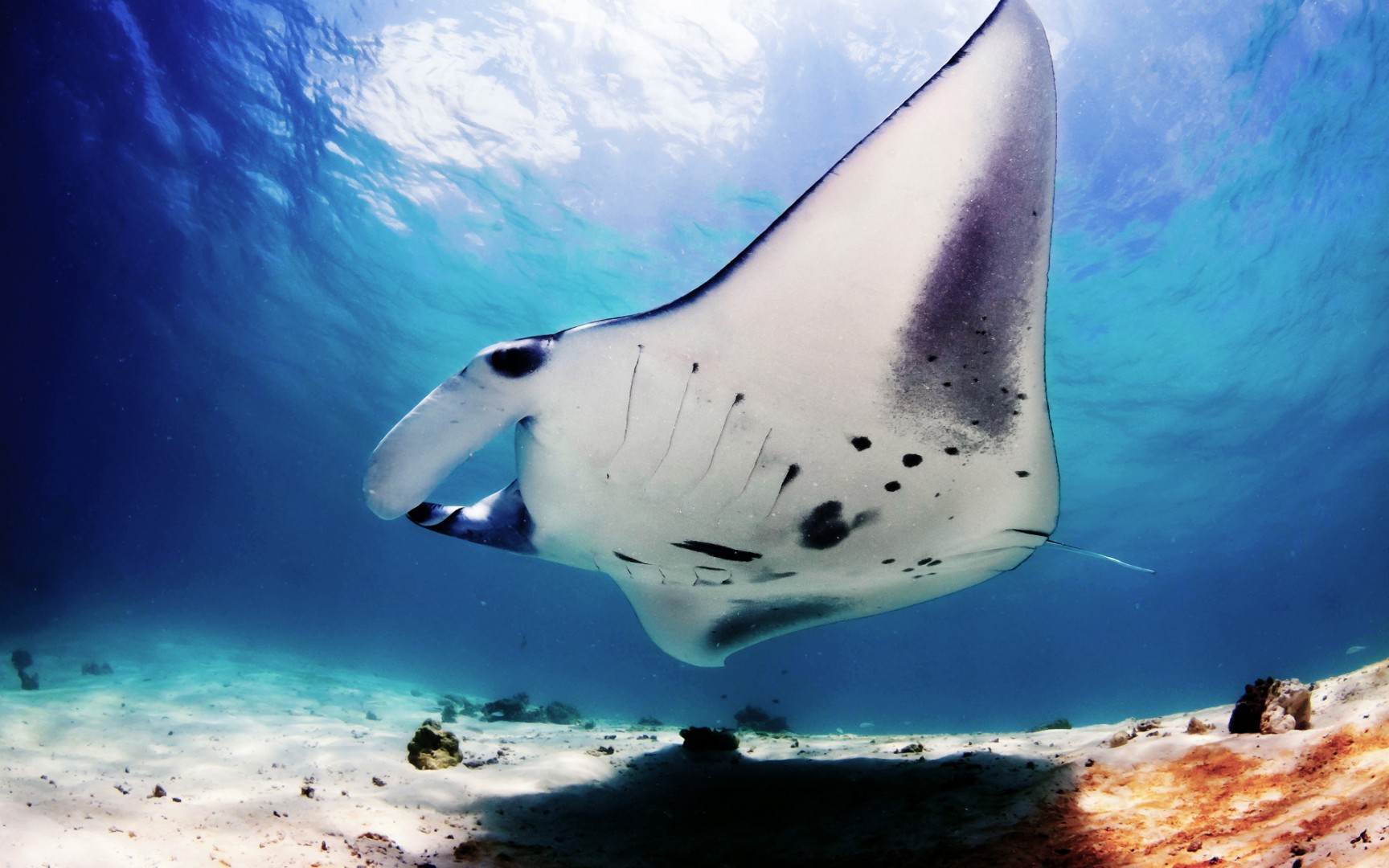 Animal Manta Ray 1728x1080