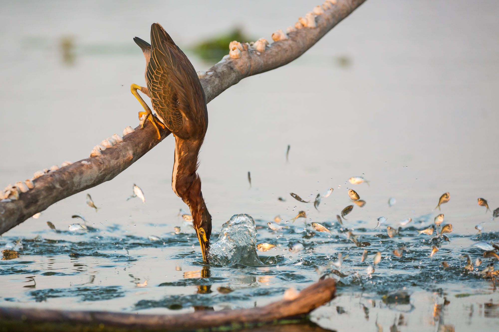 Animal Green Heron 2000x1333