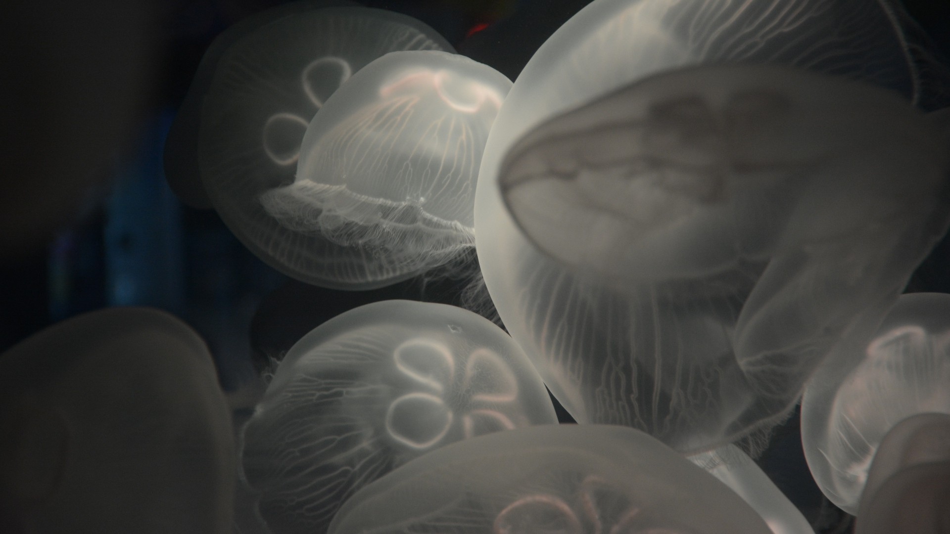 Nature Underwater Sea Animals Jellyfish Deep Sea Transparency 1920x1080