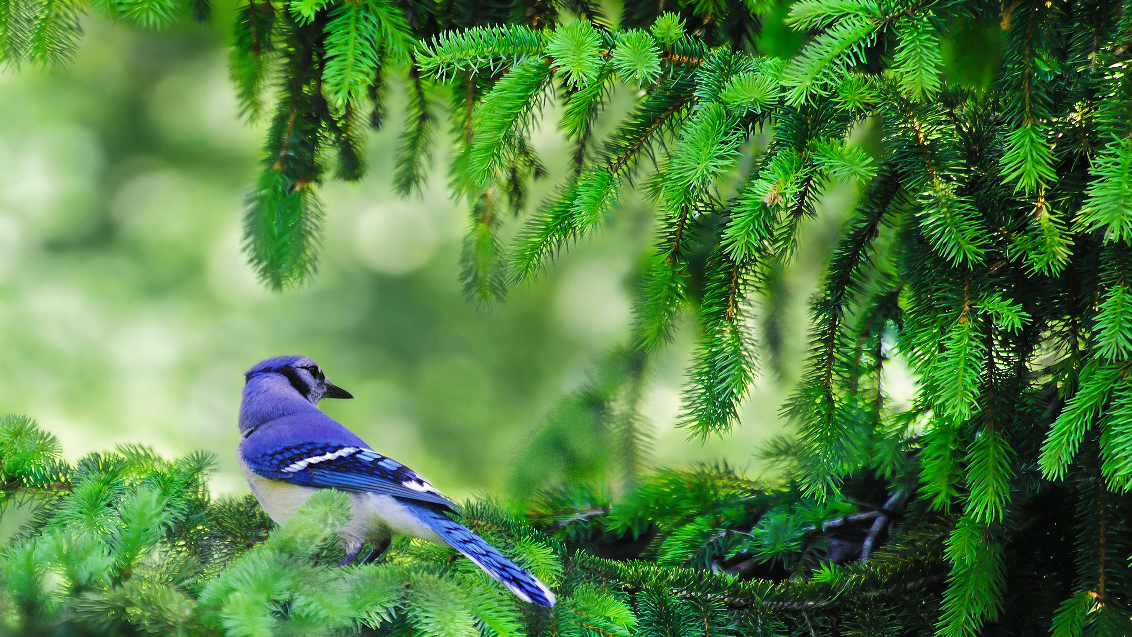 Birds Pine Trees Color Correction Branch Blue Jays 3840x2160