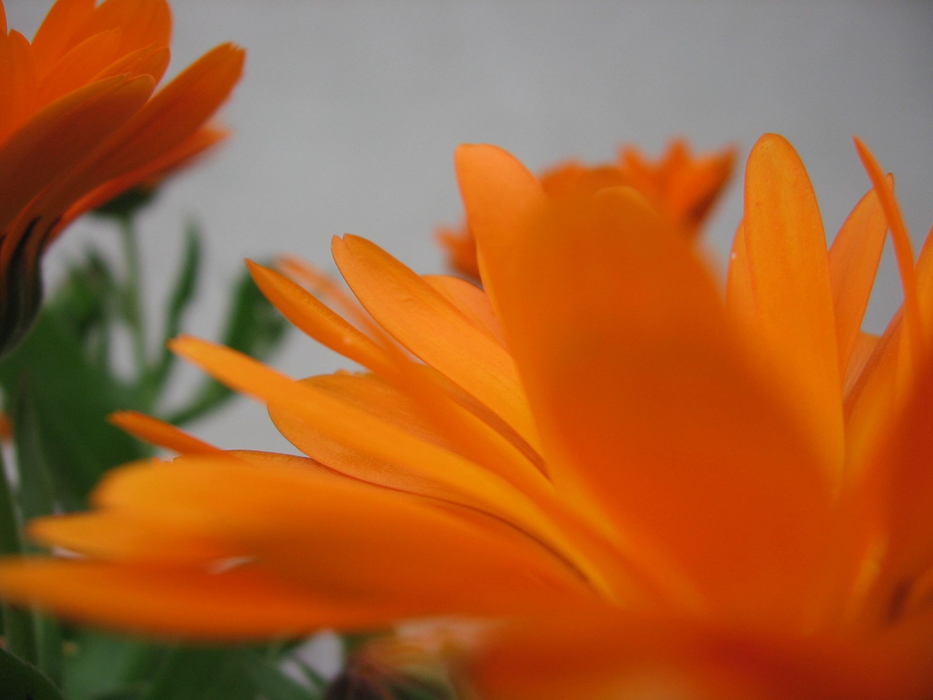 Plants Flowers Orange Flowers 1920x1440