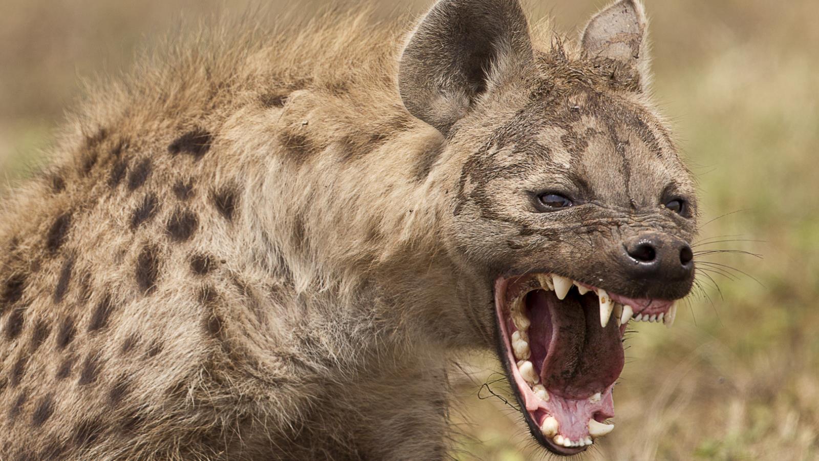 Animal Hyena 1600x900