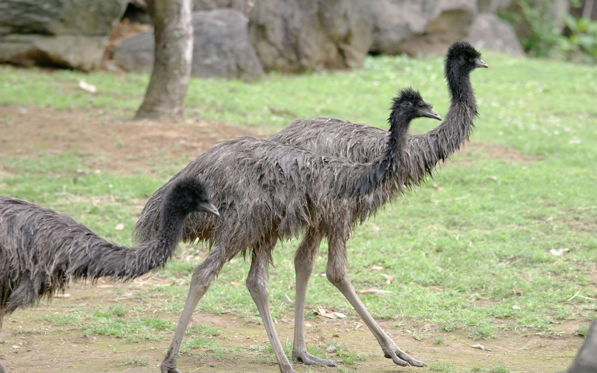 Animal Emu 1920x1200