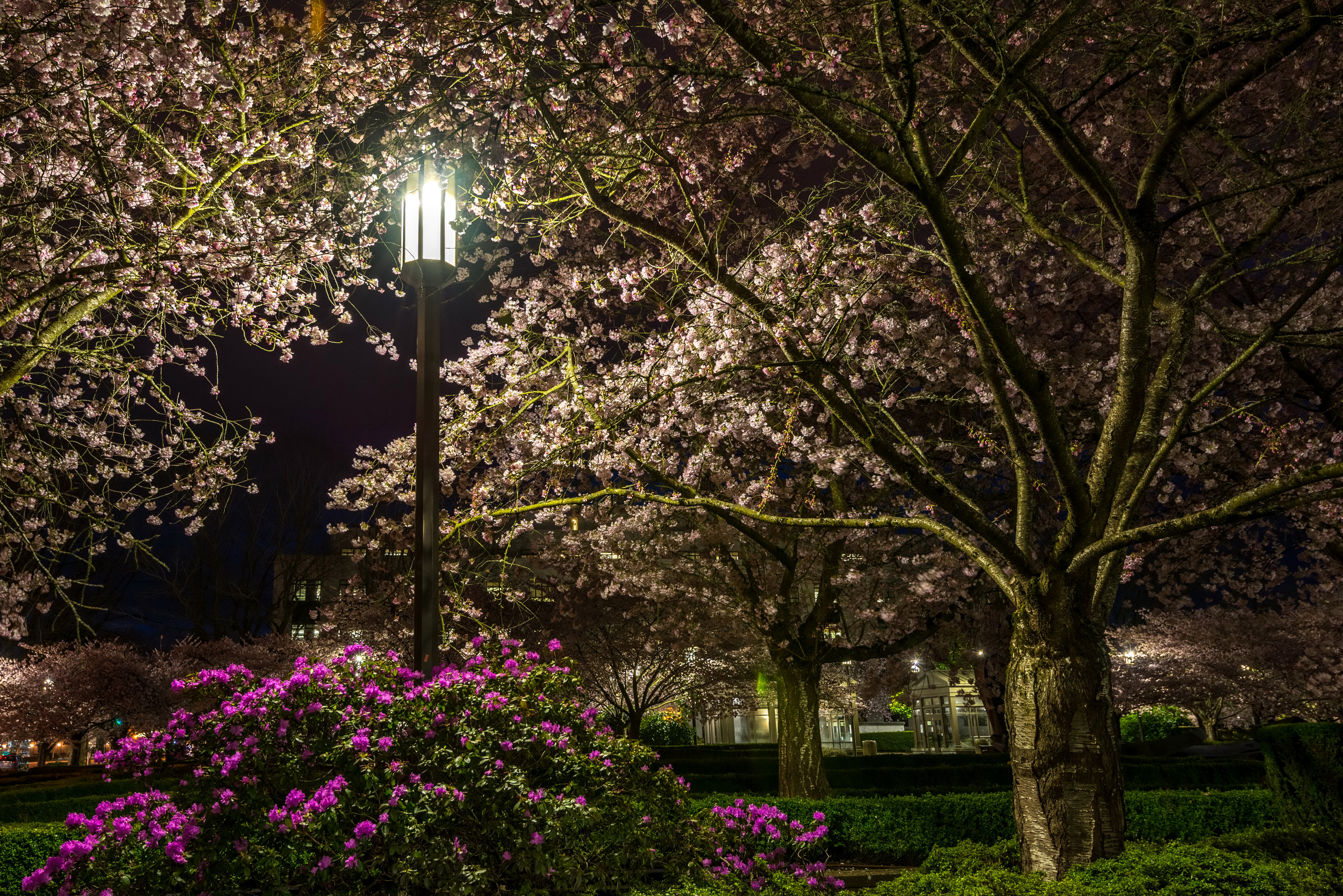 Park Night Light Tree Bush Shrub Lamp Post 4500x3004