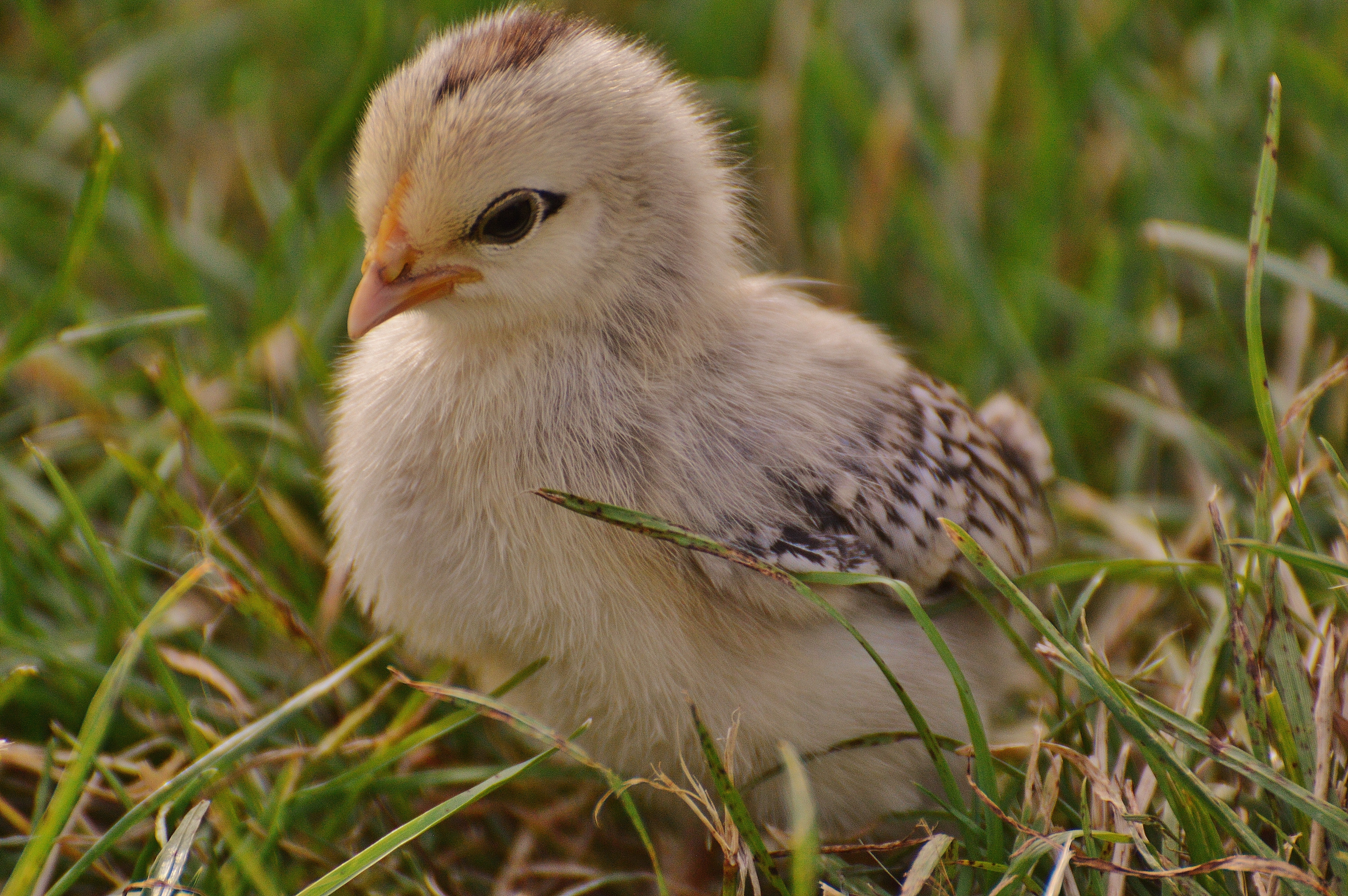 Chick Baby Animal Chicken 6016x4000