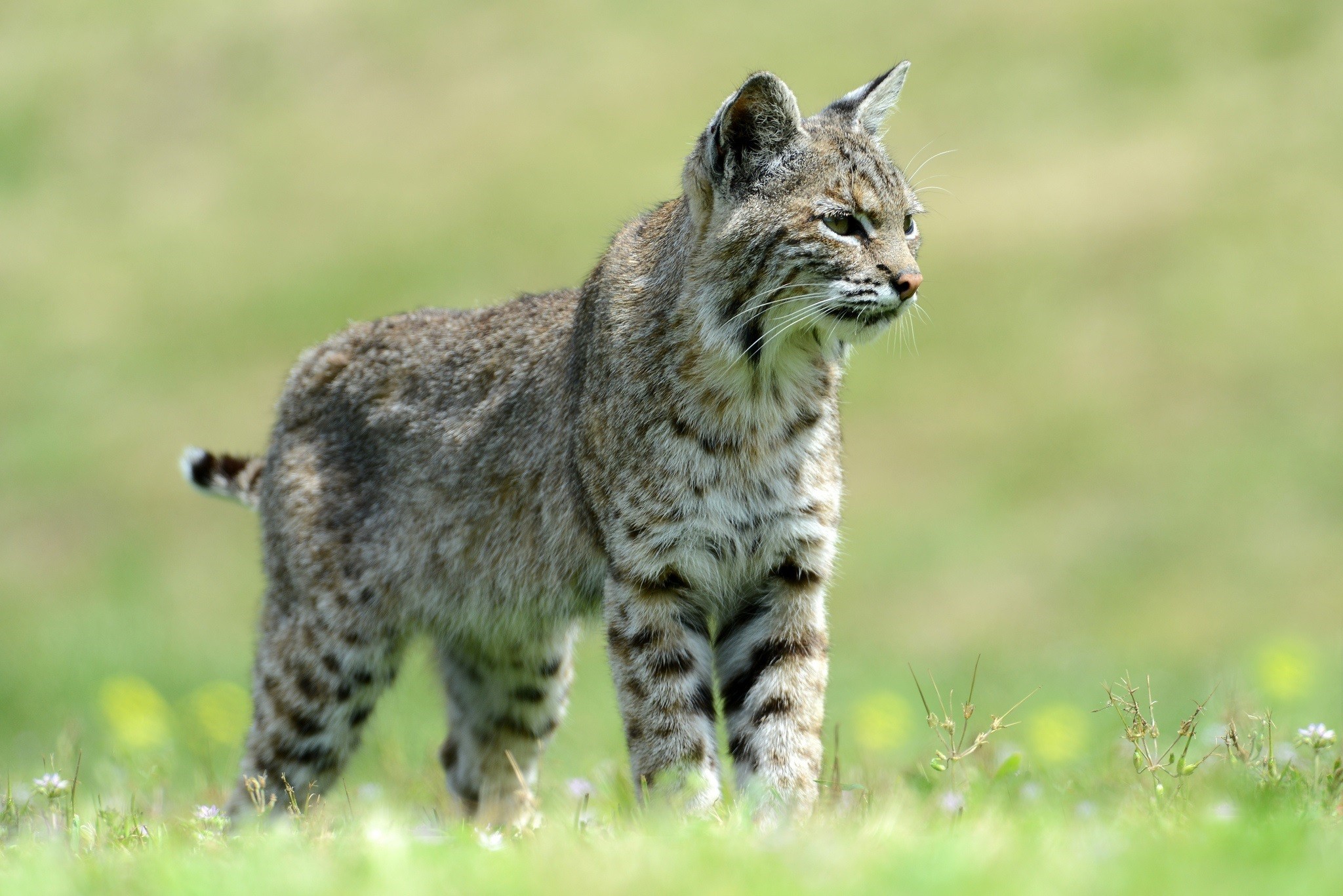 Animals Mammals Feline Bobcat 2048x1367