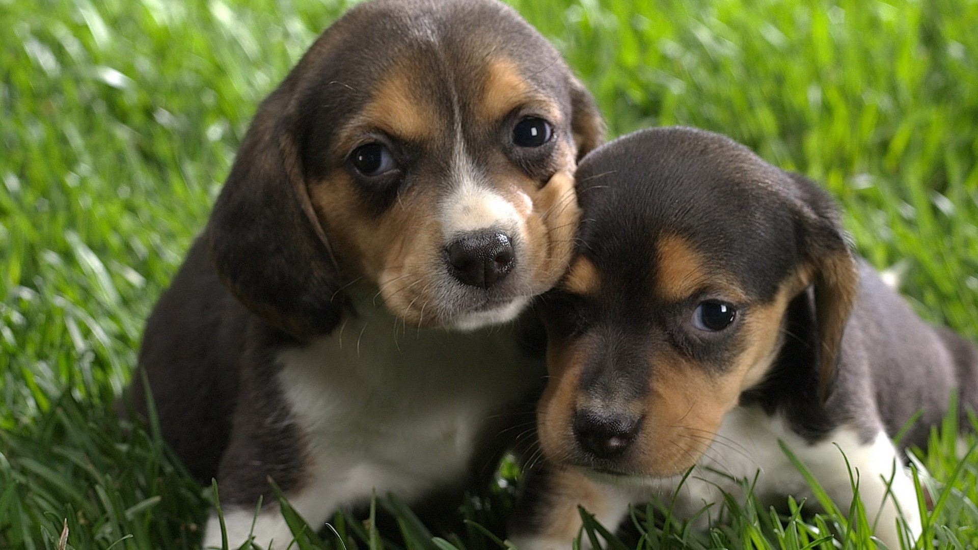 Puppies Beagles Dog Baby Animals Animals 1920x1080