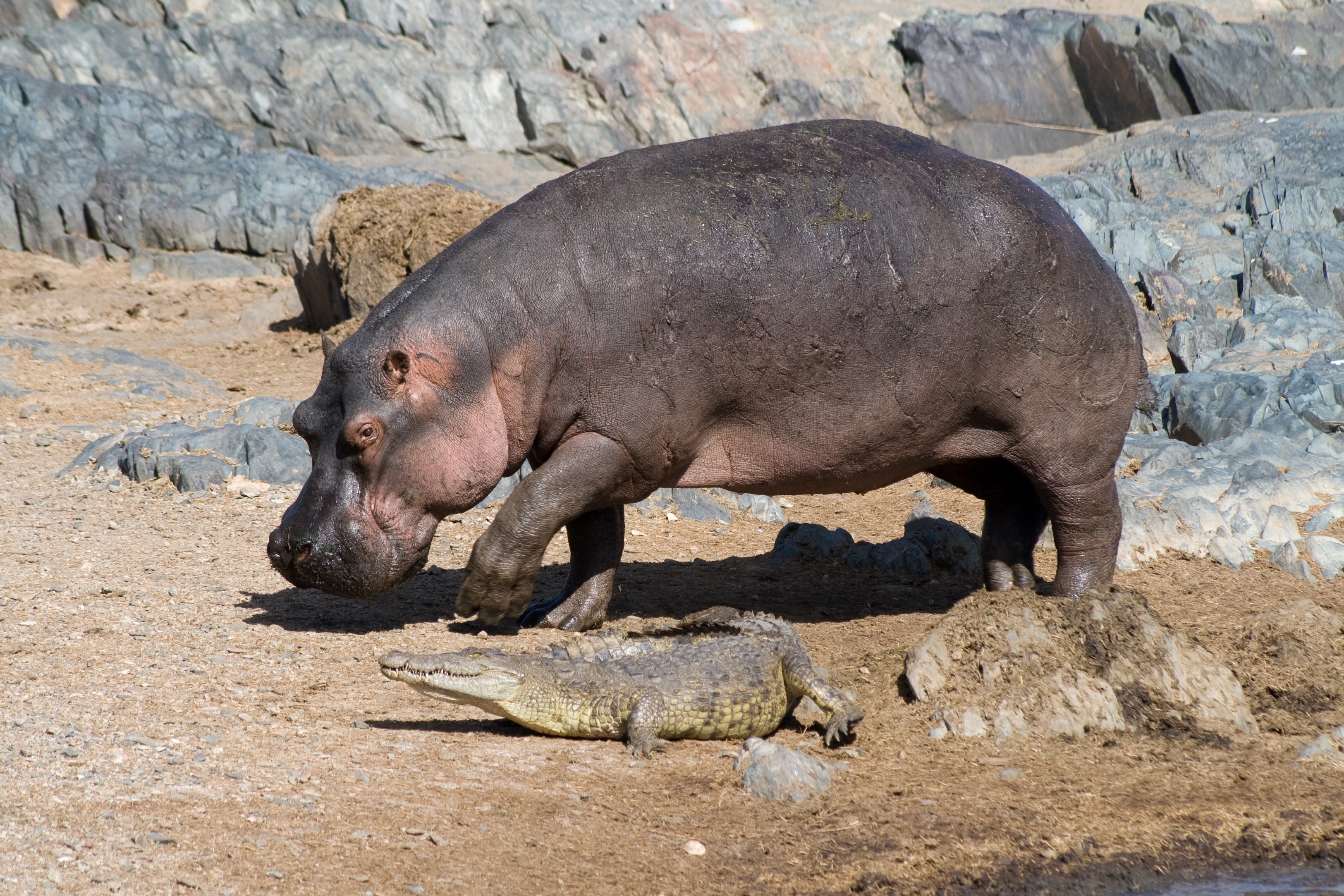 Animals Hippos Crocodiles Baby Animals Reptiles Rock 3250x2167