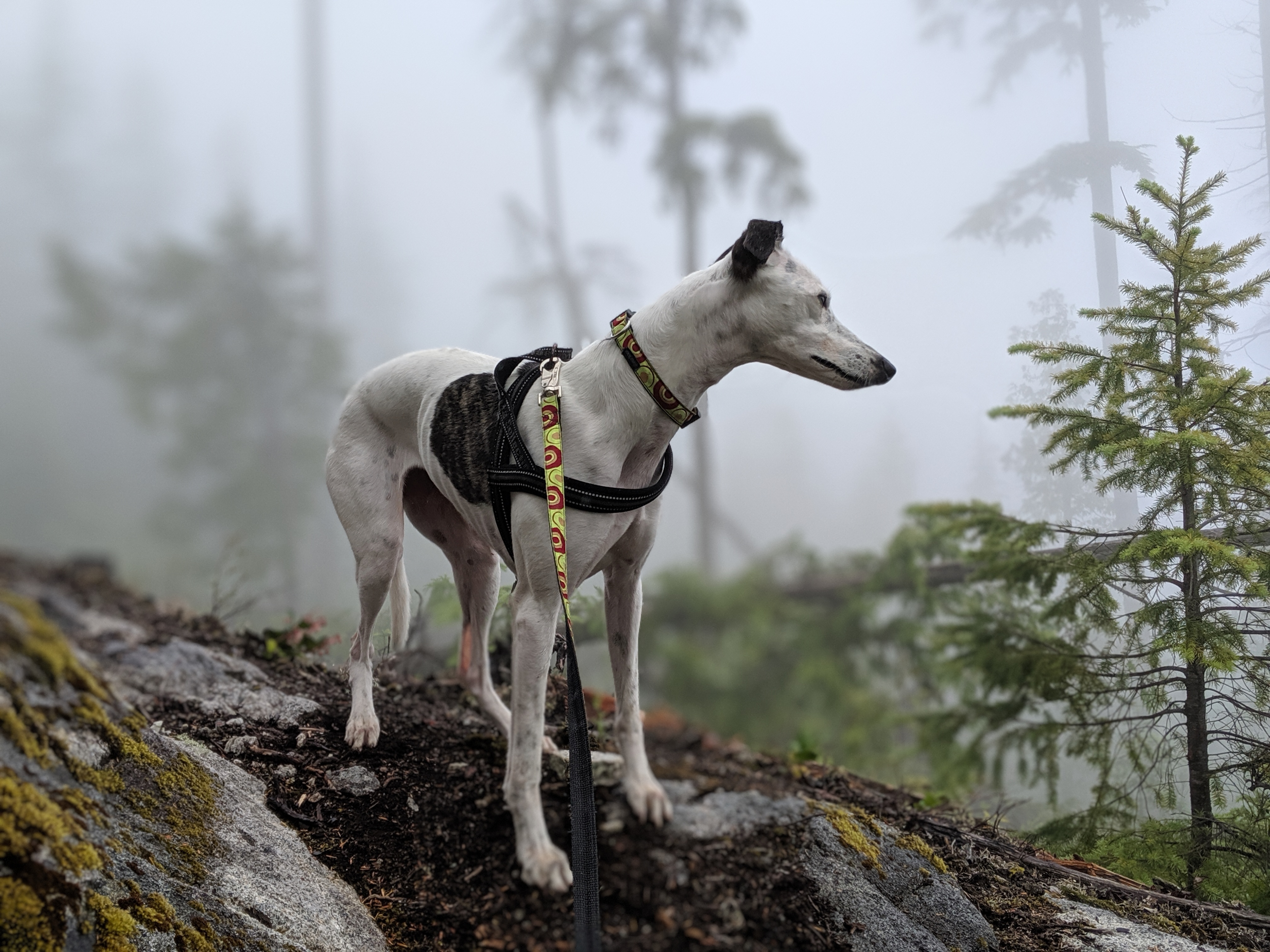 Whippet Hiking Forest Mist Wilderness Outdoors Hounds 4032x3024