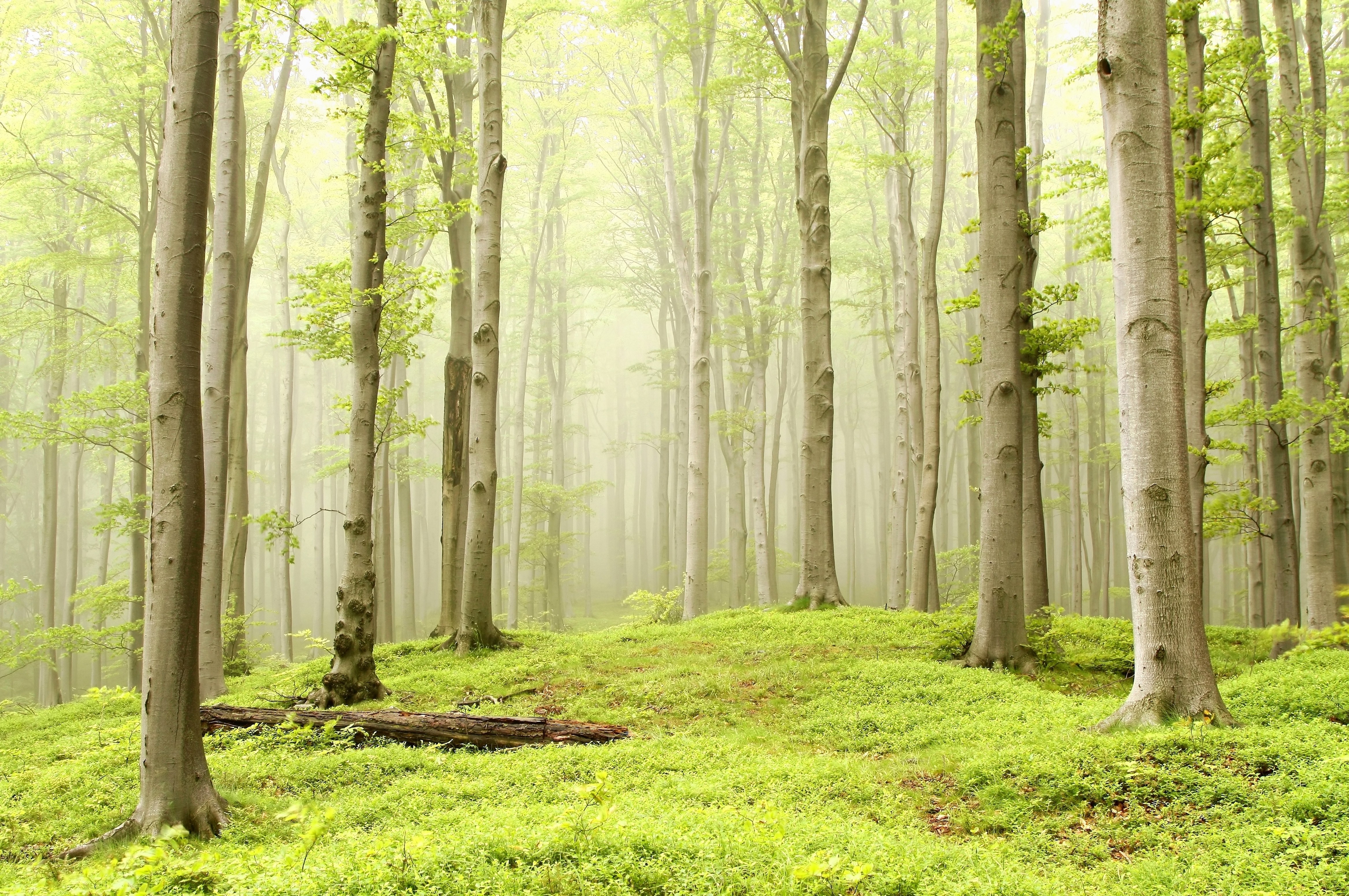 Forest Trees Light Green Nature Mist Bright Green 4672x3104