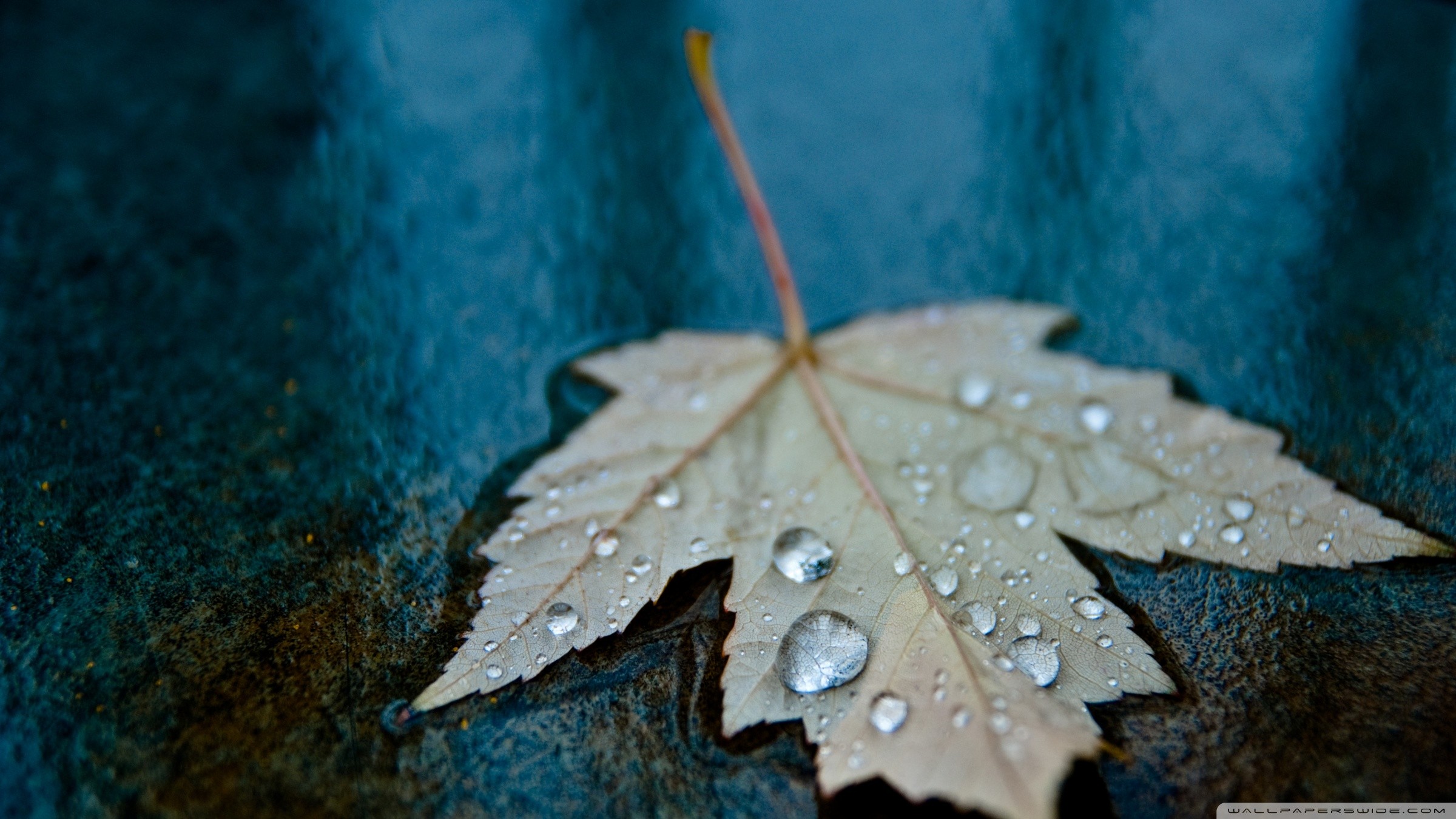 Macro Leaves Water Drops Leaves Water Drops 2400x1350